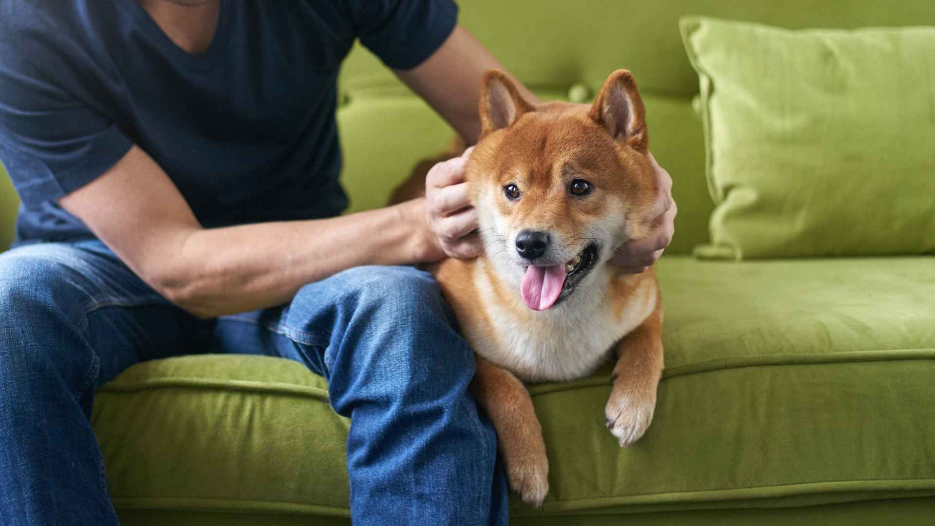 7 Dog Breeds That Display Absolute Trust In Mankind