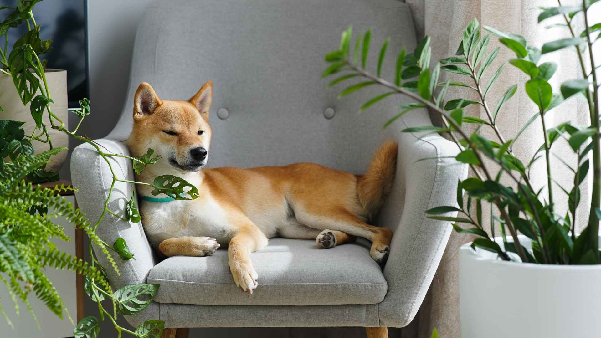 7 Dog Breeds That Don't Cuddle In Your Home