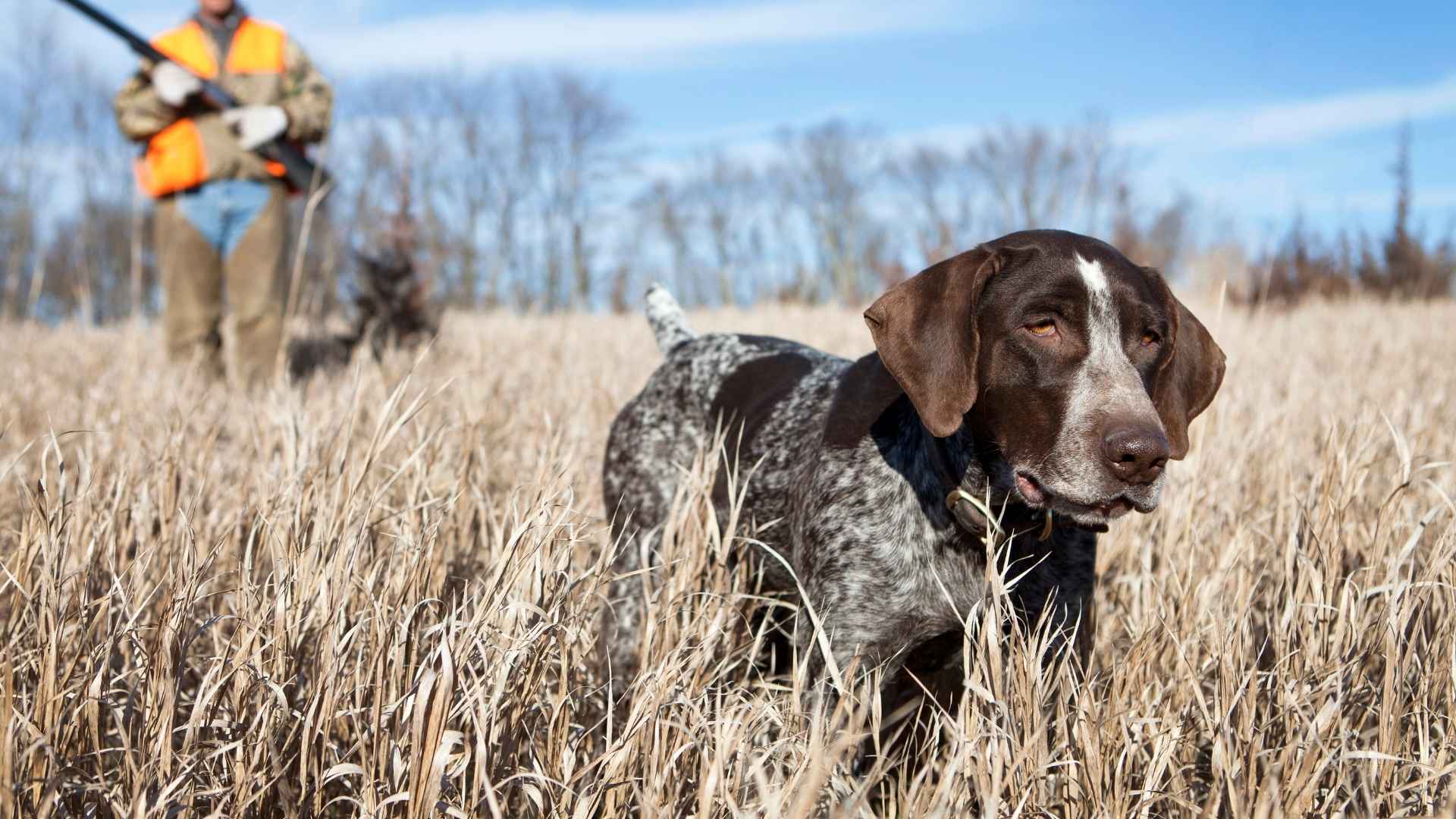 7 Dog Breeds That Drag Small Prey Gently To Hunters