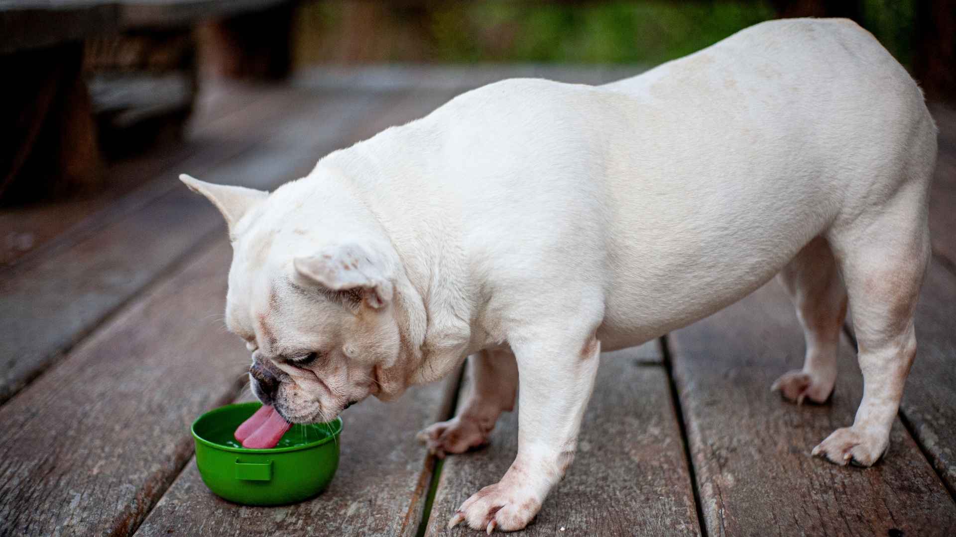 7 Dog Breeds That Drink Water Constantly To Stay Cool