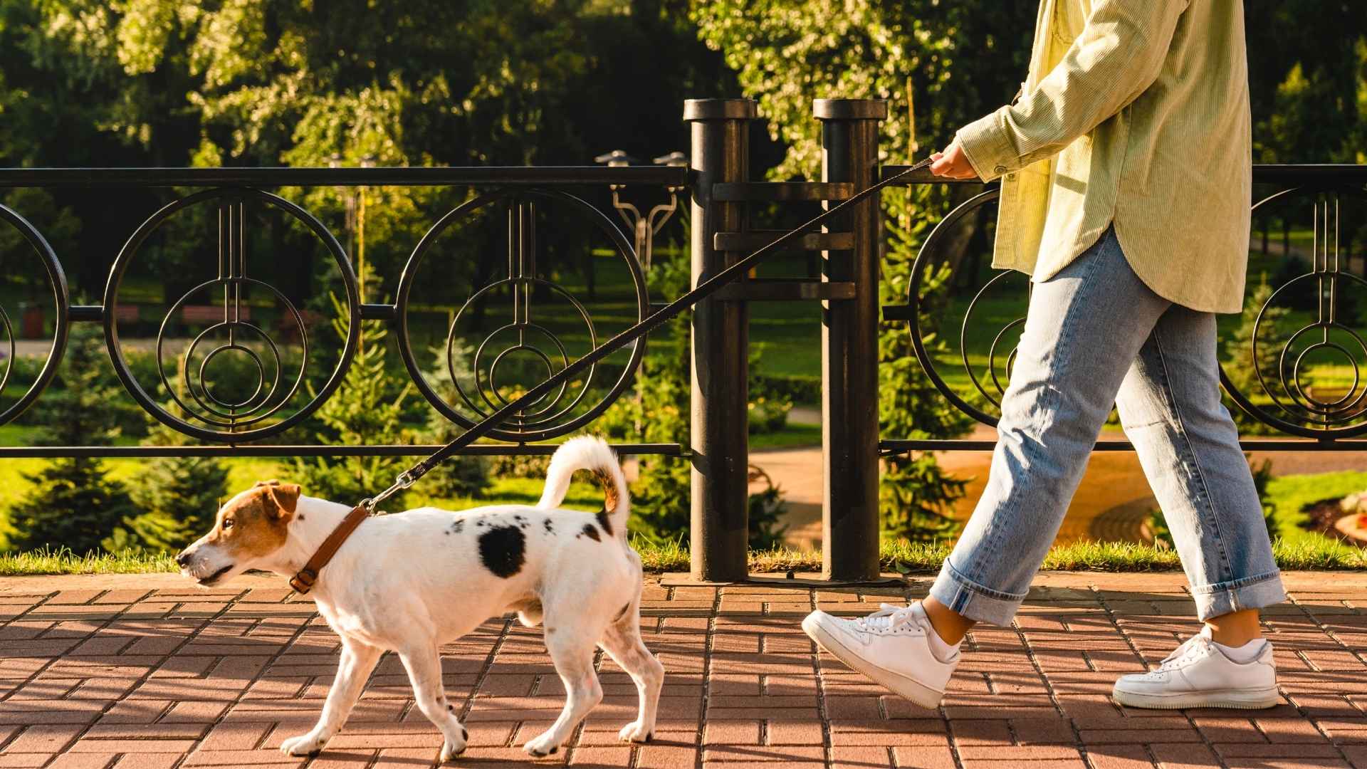 7 Dog Breeds That Enjoy Long Walks In Warm Summers