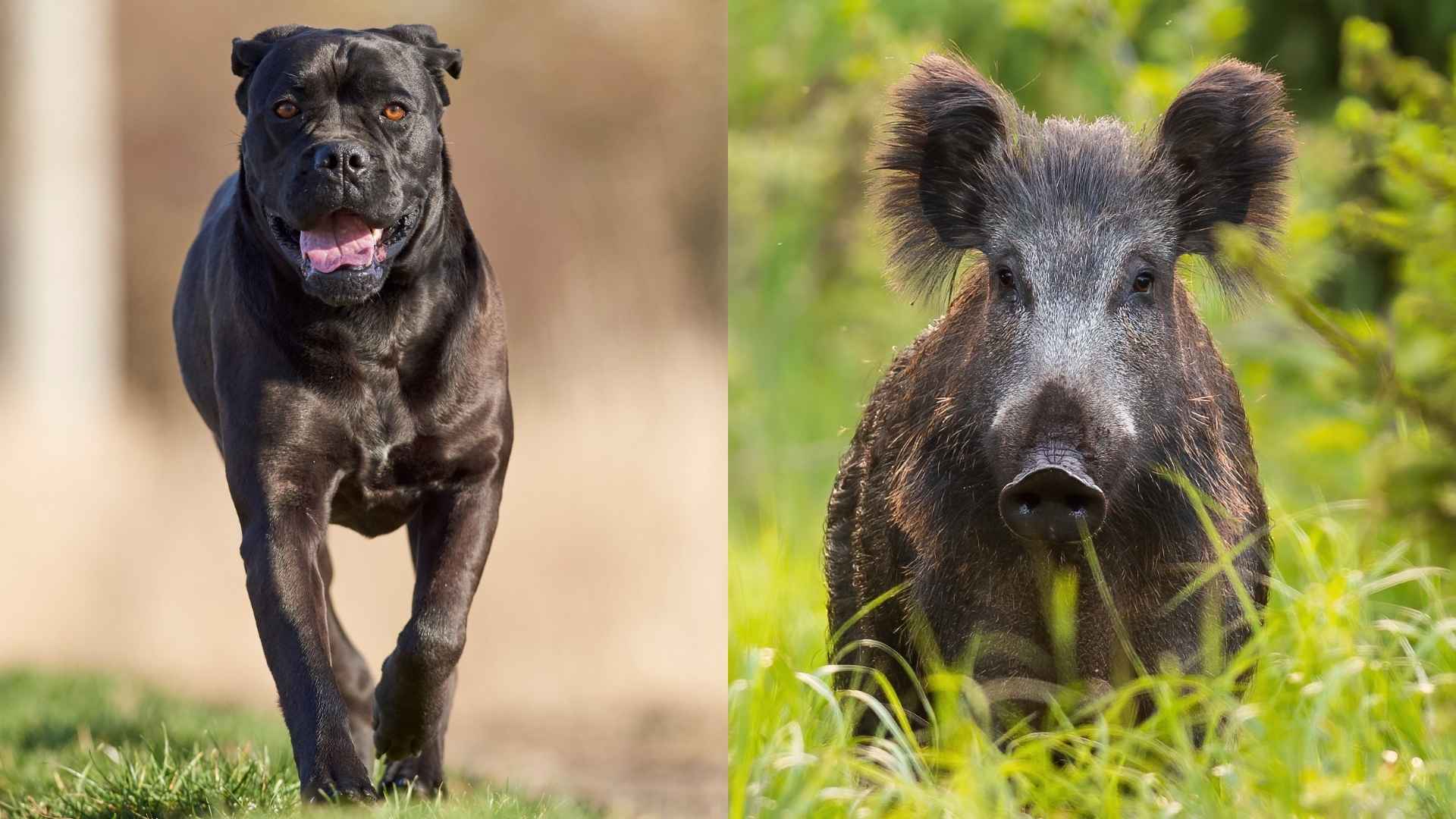 7 Dog Breeds That Face Wild Boars Without Fear