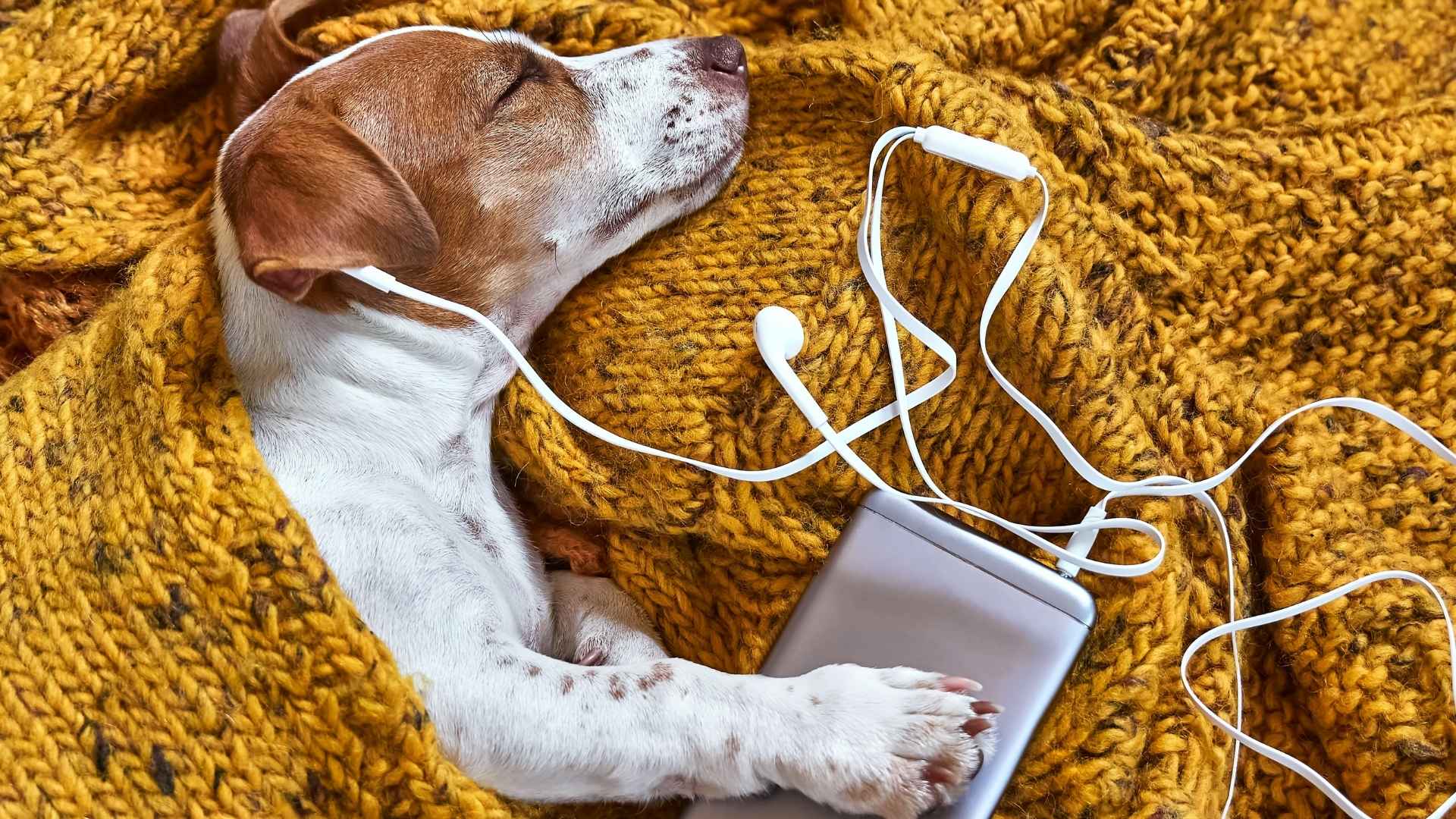 7 Dog Breeds That Fall Asleep Listening To Soft Music