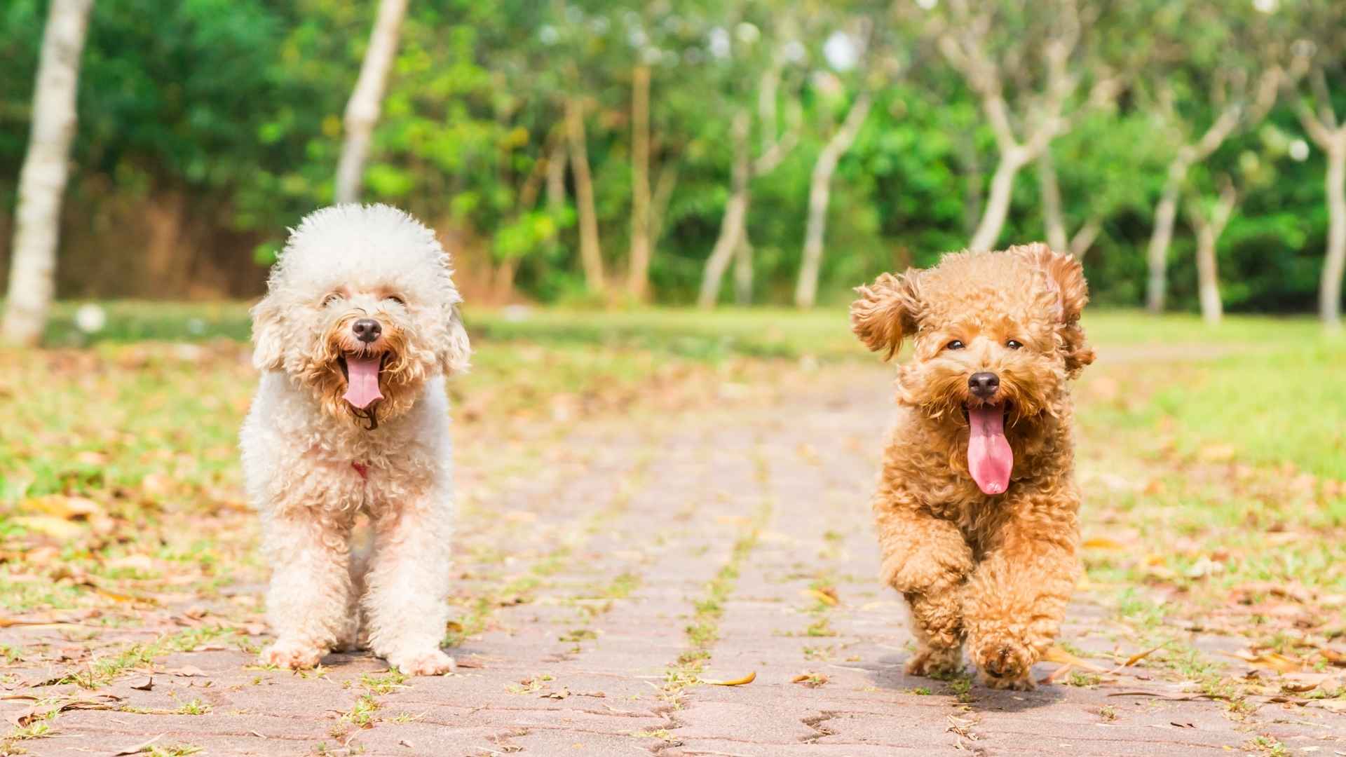 7 Dog Breeds That Follow Other Dogs on Walks Happily
