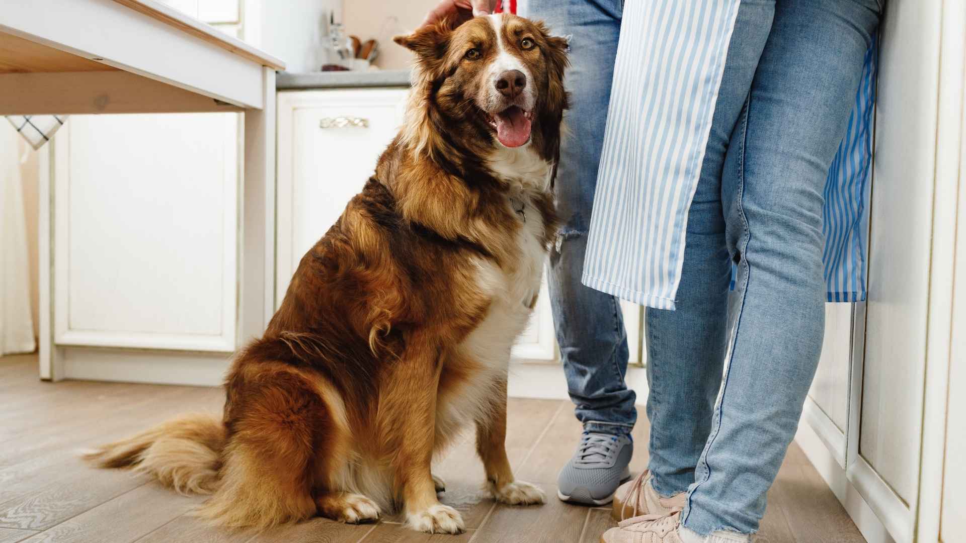 7 Dog Breeds That Follow Owners From Room To Room