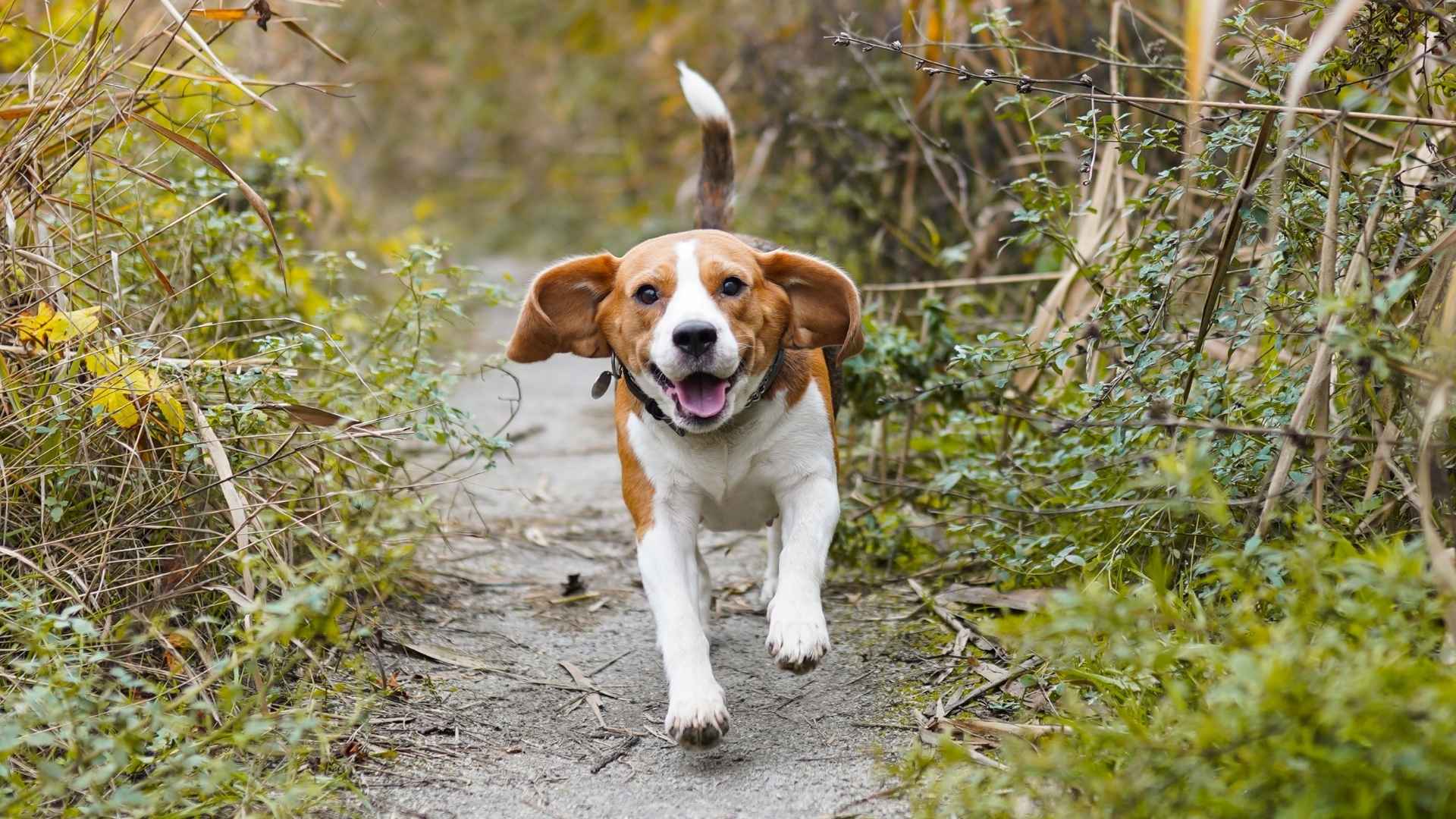 7 Dog Breeds That Follow Scent Trails Miles Away