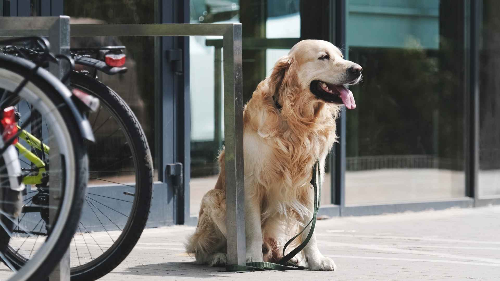 7 Dog Breeds That Follow School Buses Waiting for Kids