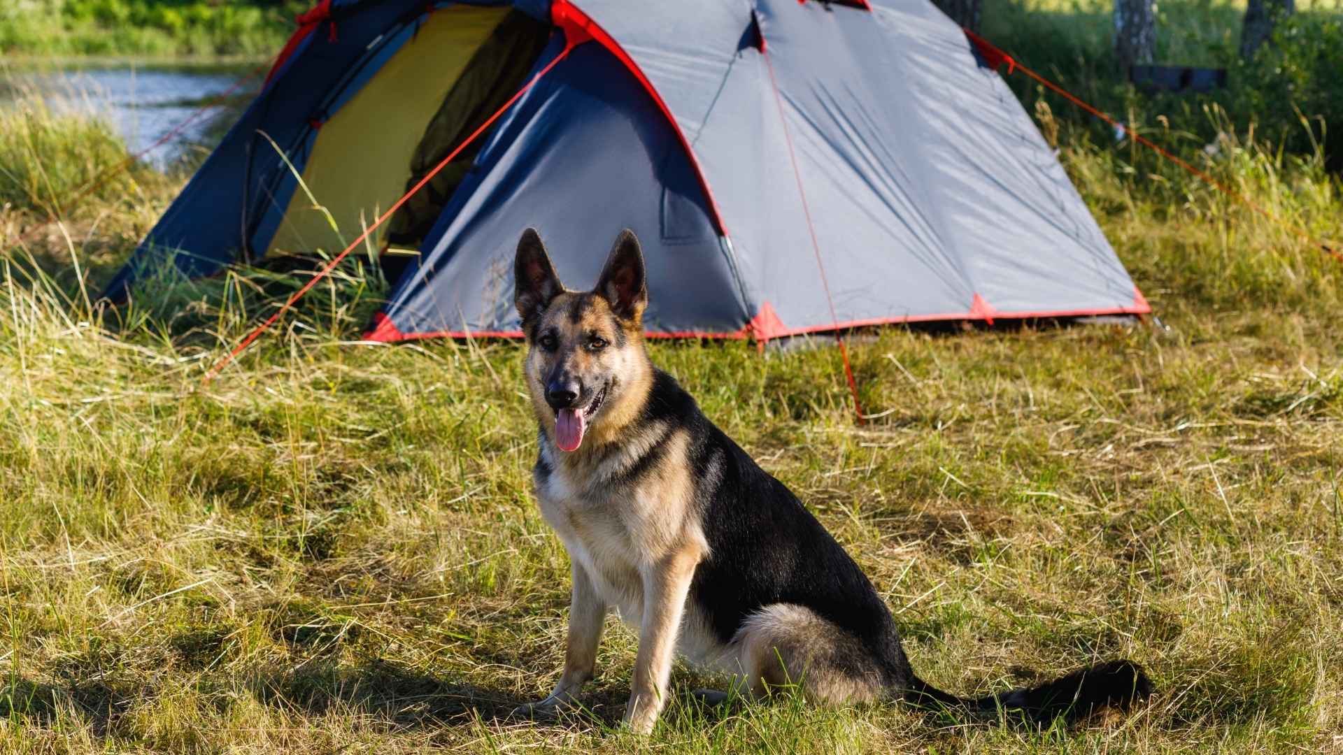 7 Dog Breeds That Guard Camps During Night Hunts