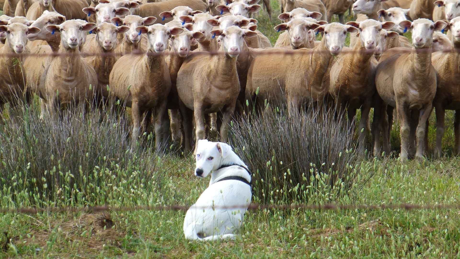 7 Dog Breeds That Guard Cattle From Stray Dogs