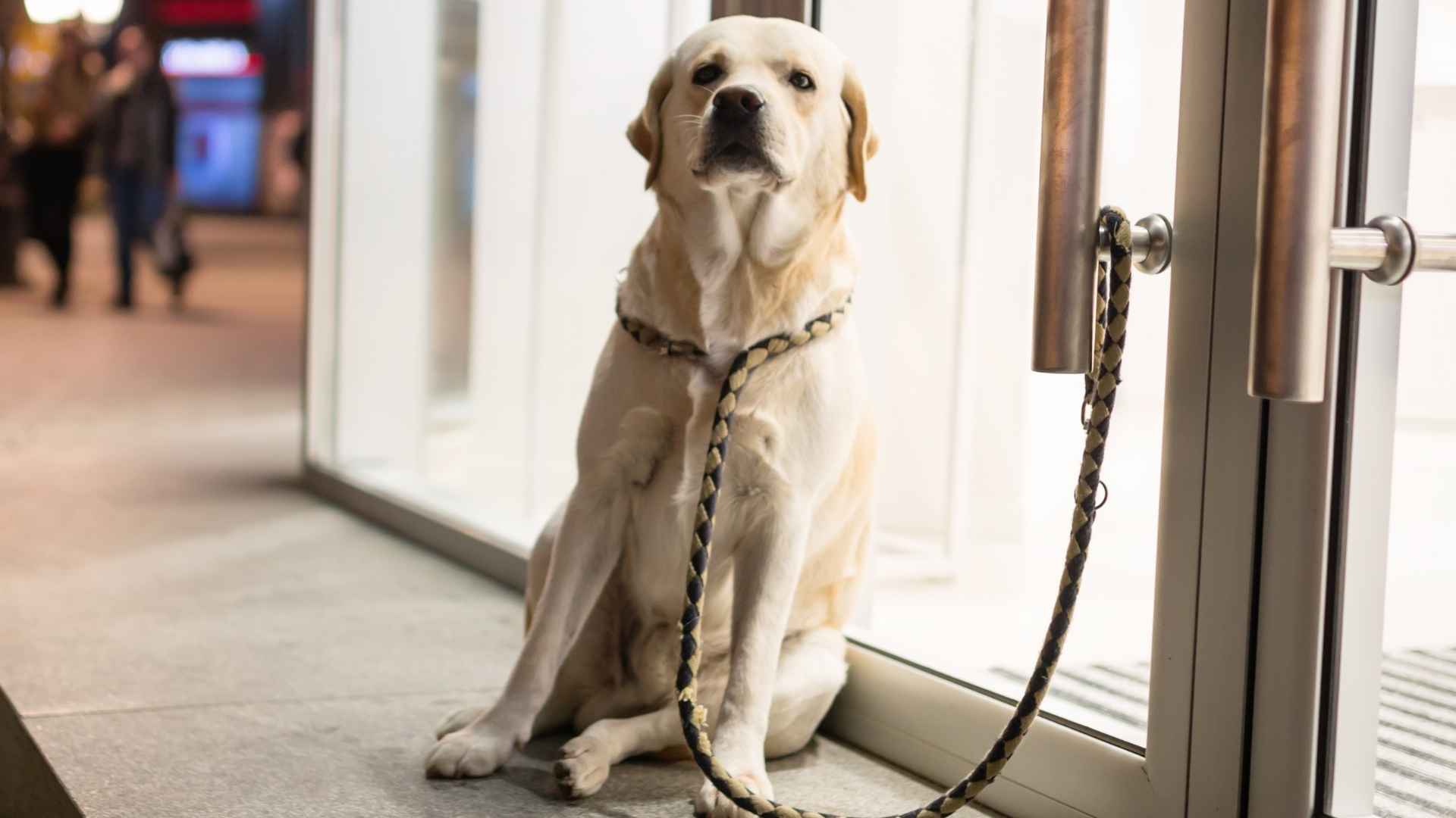 7 Dog Breeds That Guard Grocery Stores at Night