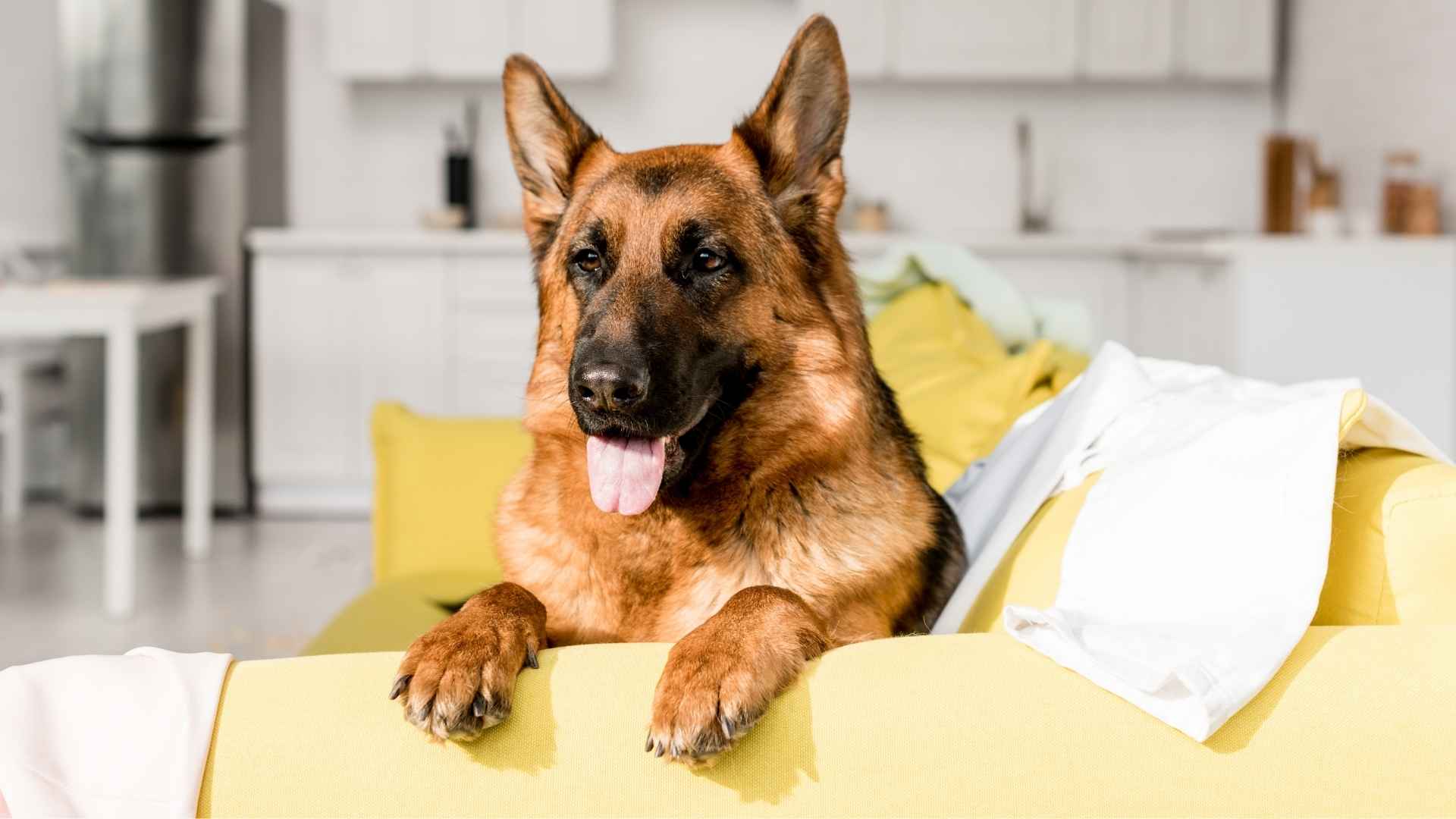 7 Dog Breeds That Guard Homes Even When Alone