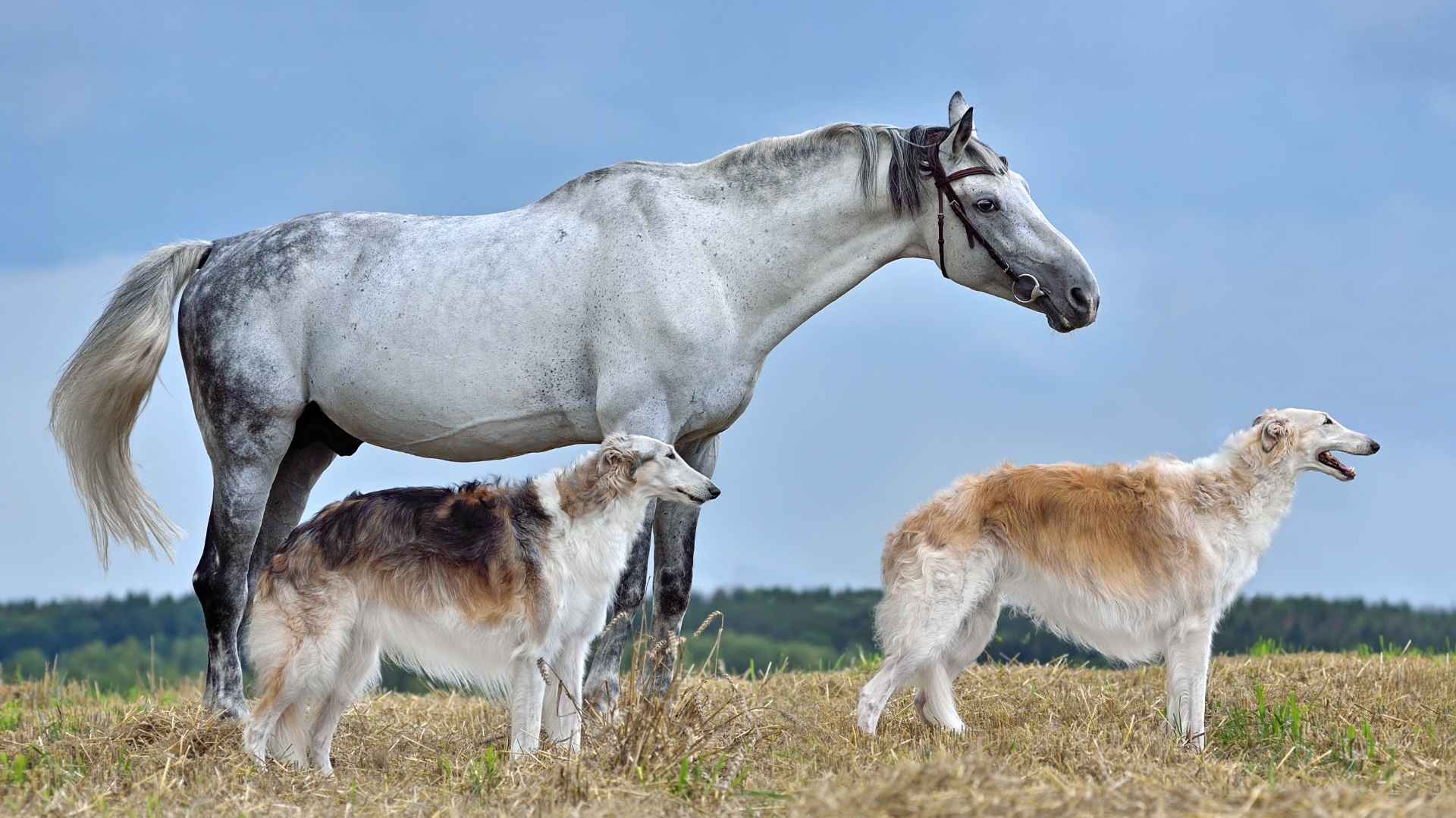 7 Dog Breeds That Guard Horses From Predators Effectively