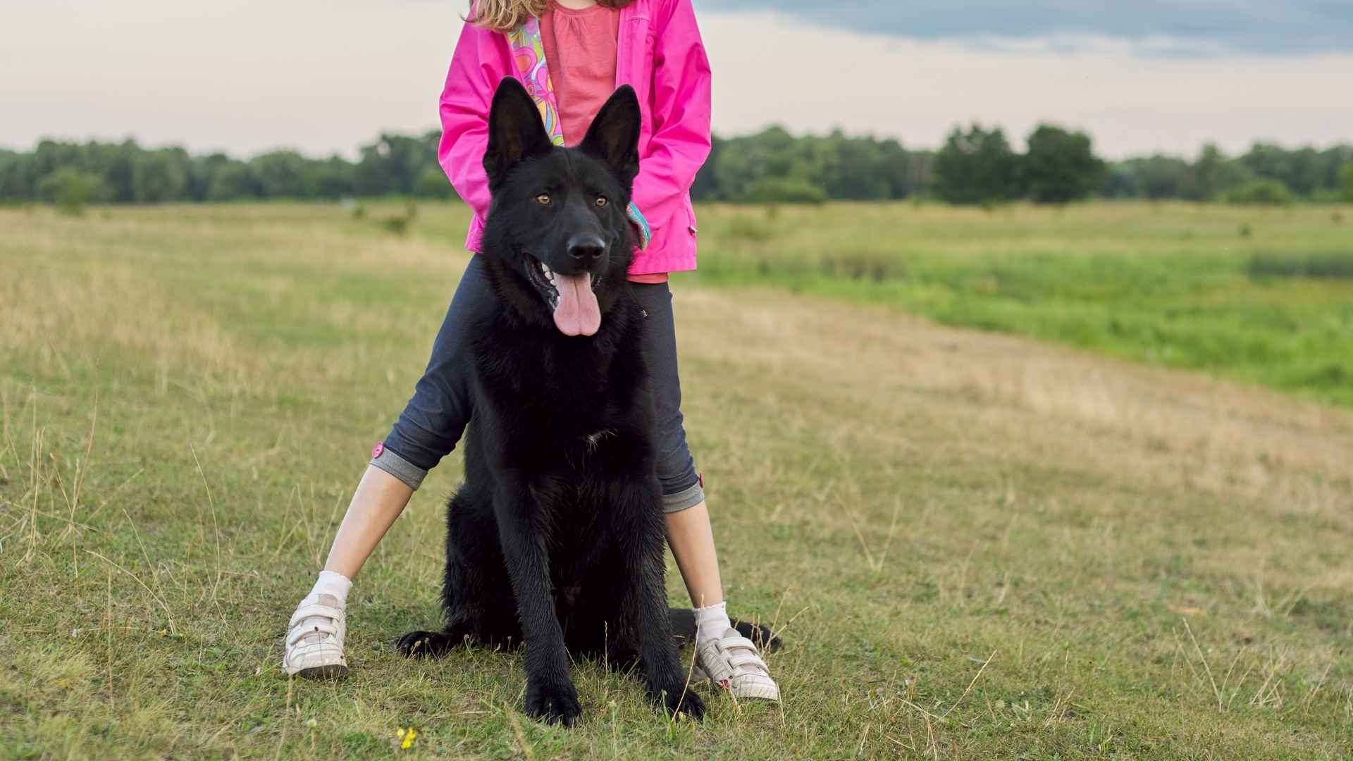 7 Dog Breeds That Guard Kids Playing in Open Yards