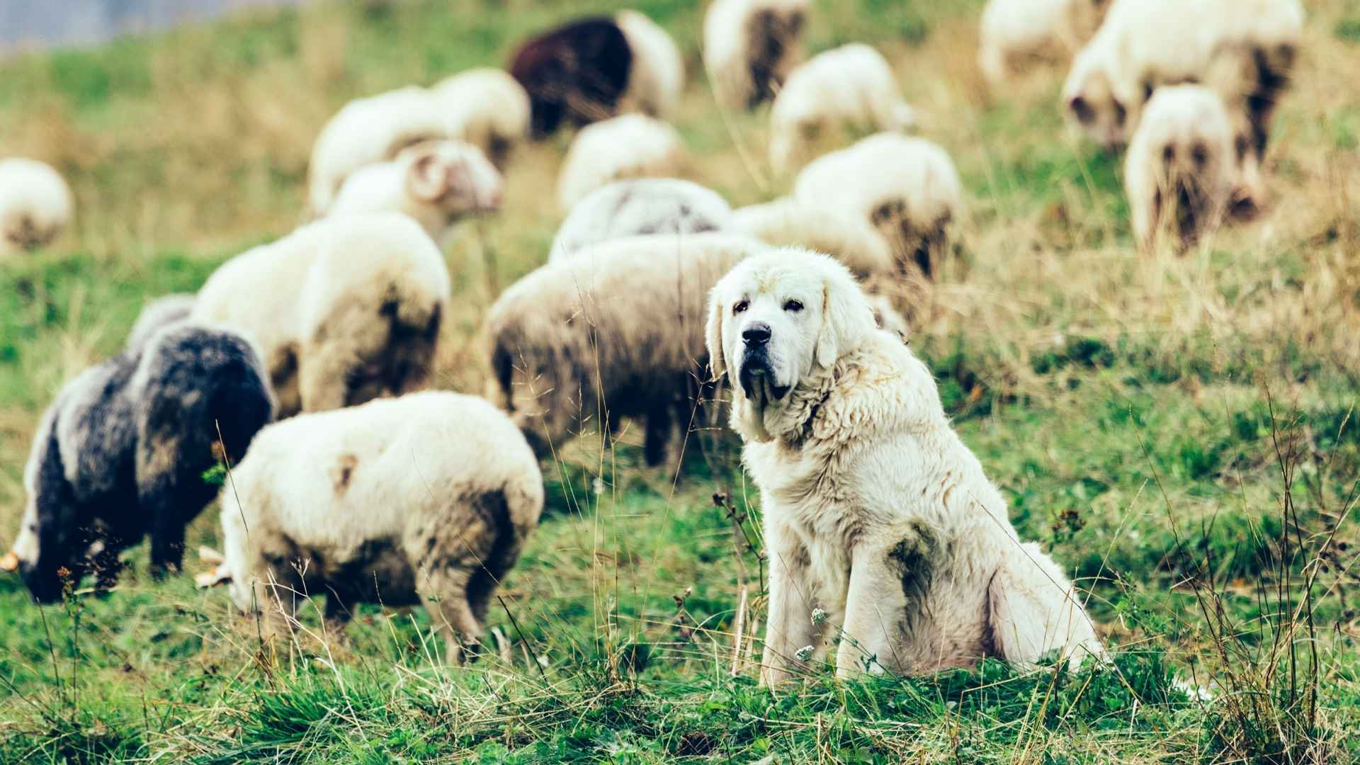7 Dog Breeds That Guard Livestock From Large Predators