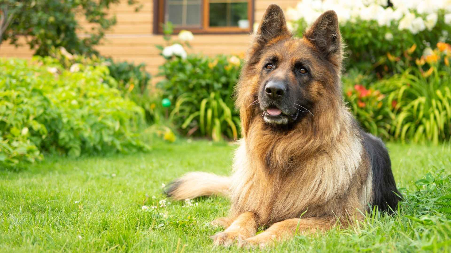 7 Dog Breeds That Guard Owners’ Belongings Day And Night