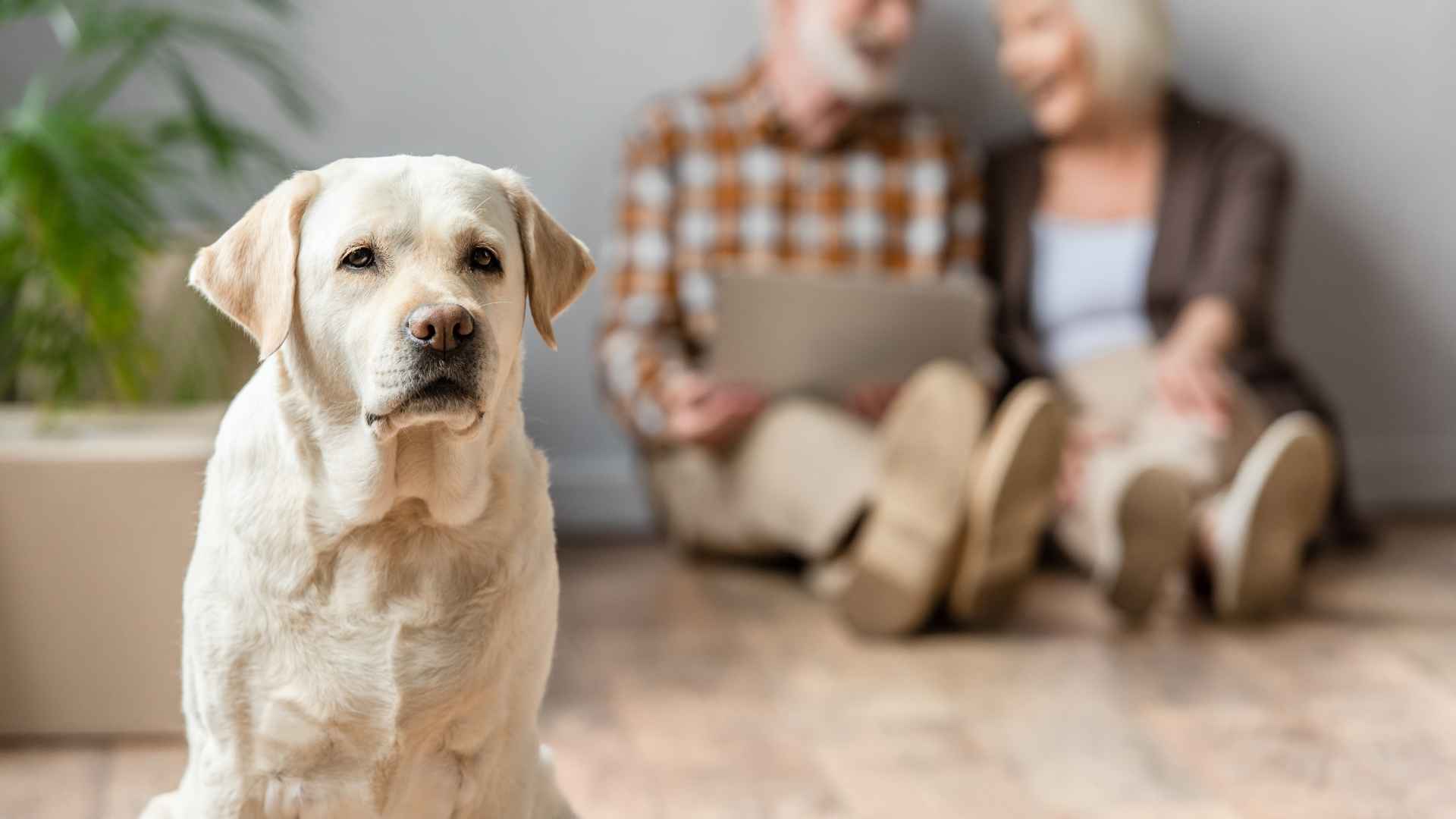 7 Dog Breeds That Guard Seniors’ Homes Quietly