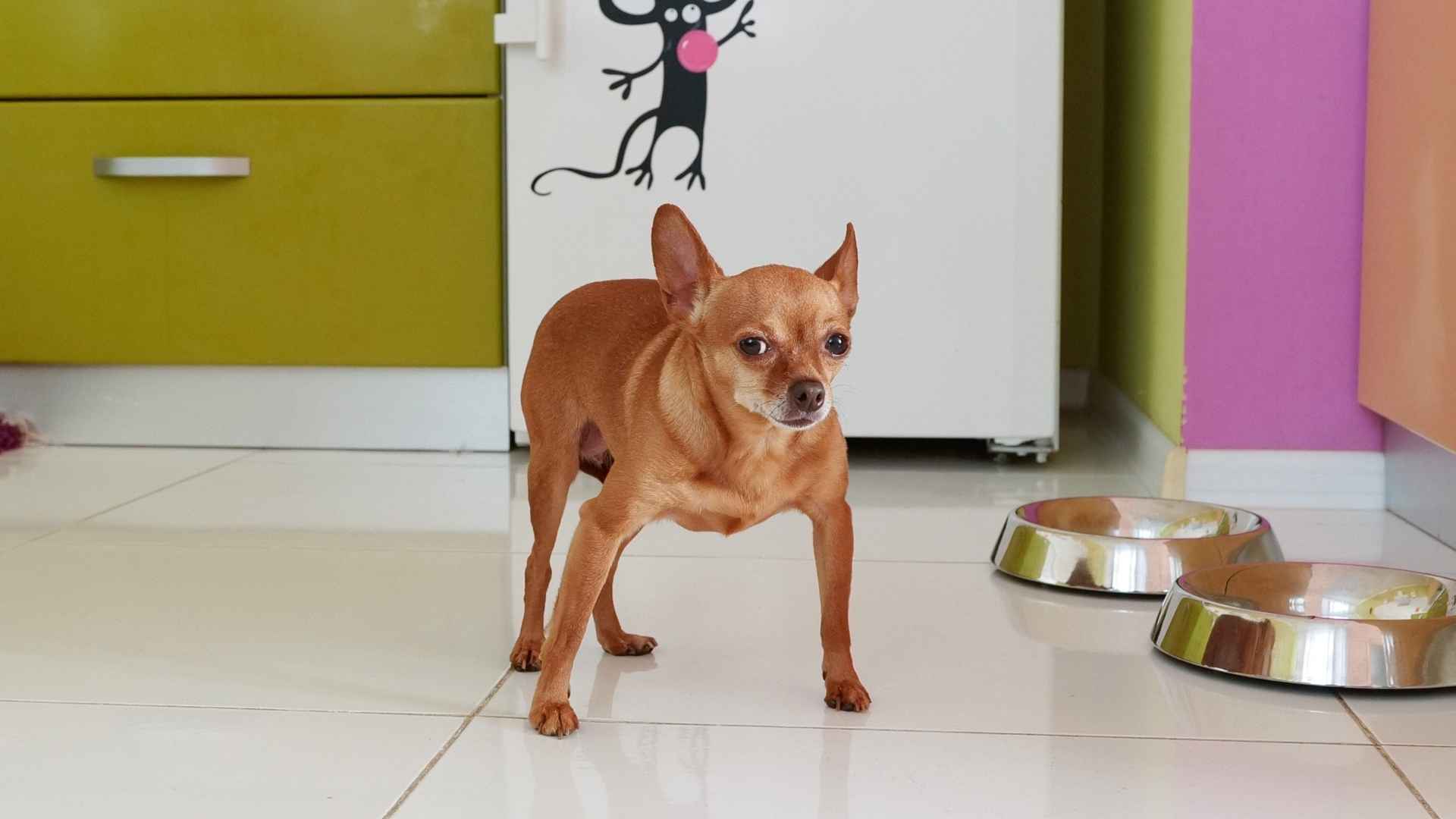 7 Dog Breeds That Hear Insects Crawling On Walls