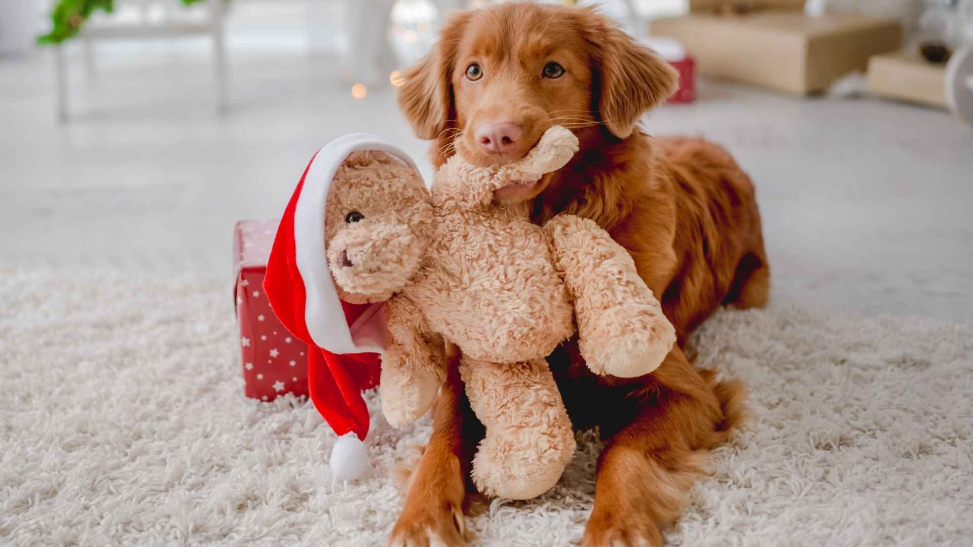 7 Dog Breeds That Hug Stuffed Toys Like Real Friends