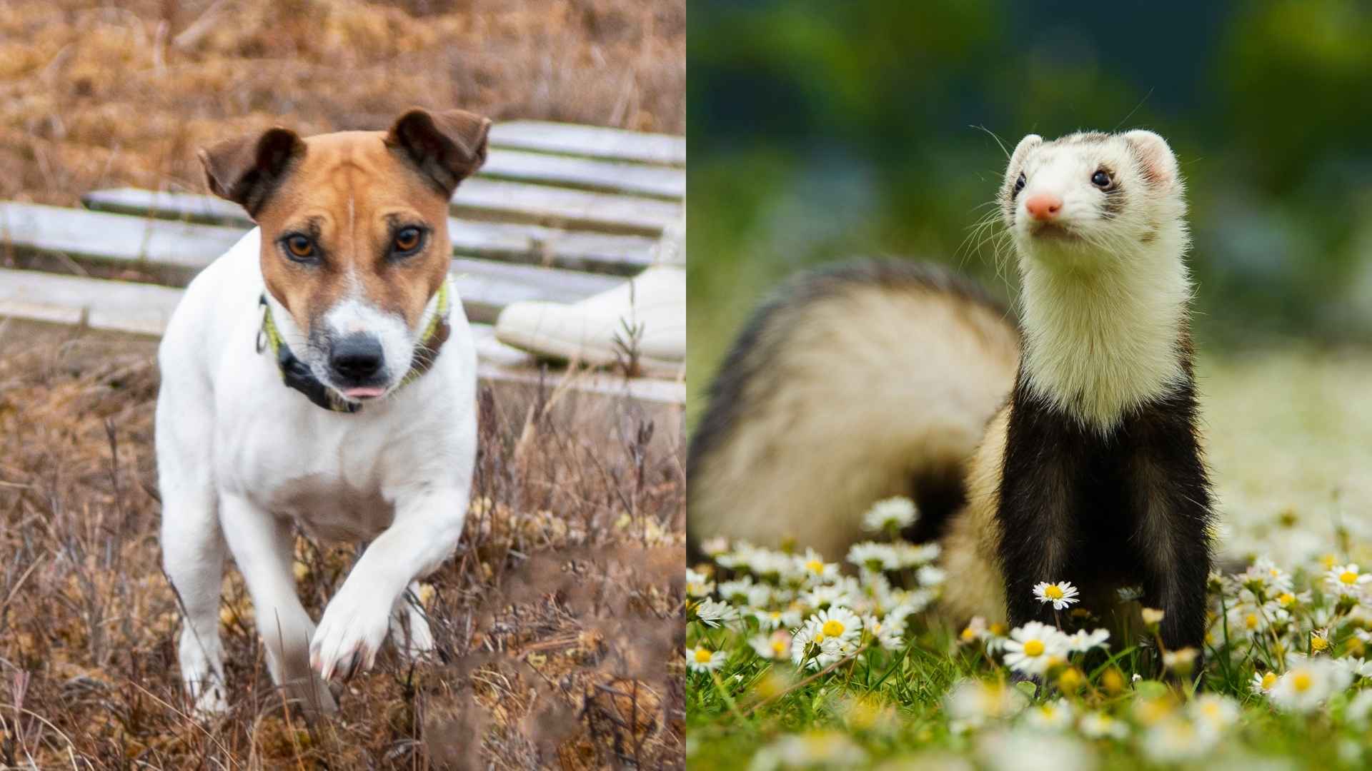 7 Dog Breeds That Hunt Ferrets and Small Critters