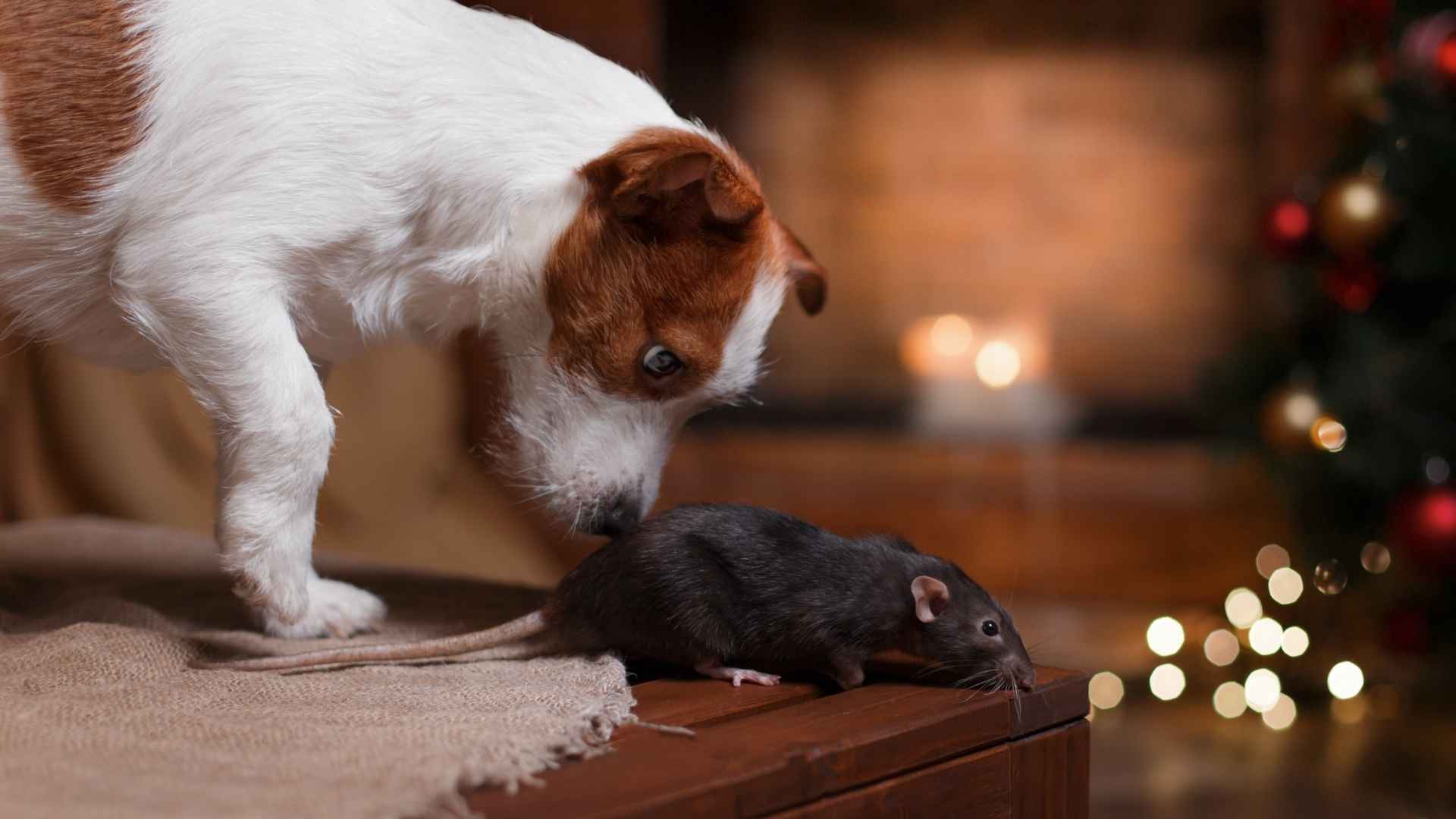 7 Dog Breeds That Hunt Rodents Instinctively