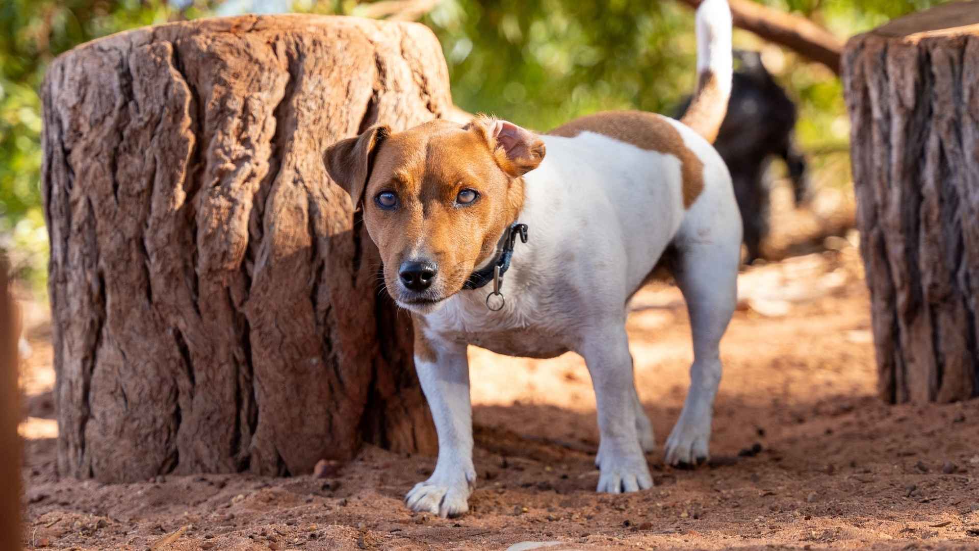 7 Dog Breeds That Hunt Snakes in Dry Terrains