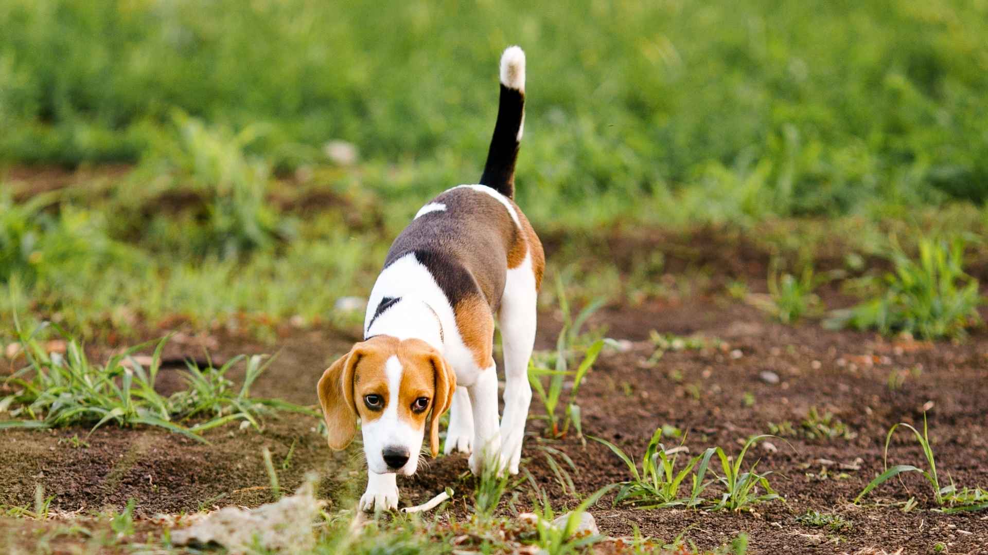 7 Dog Breeds That Hunt Weasels On Farms Naturally