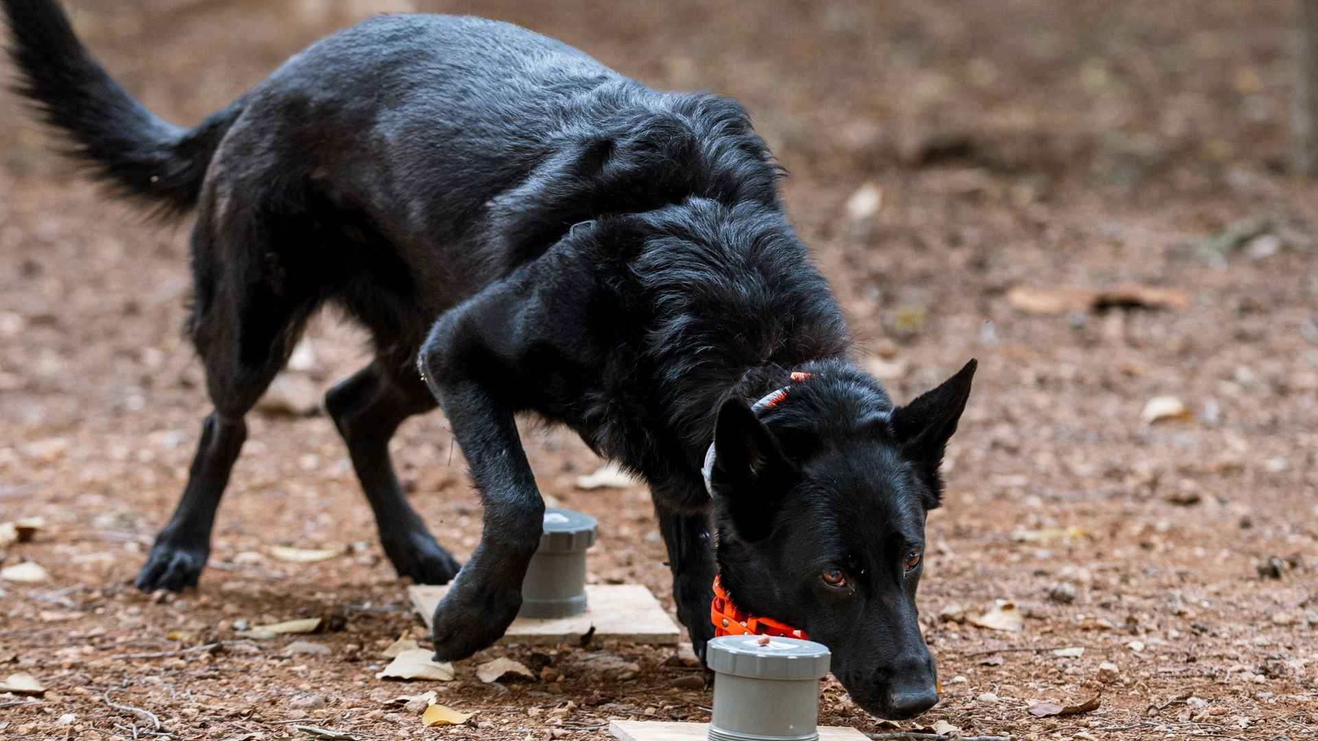 7 Dog Breeds That Identify Food Ingredients by Smell