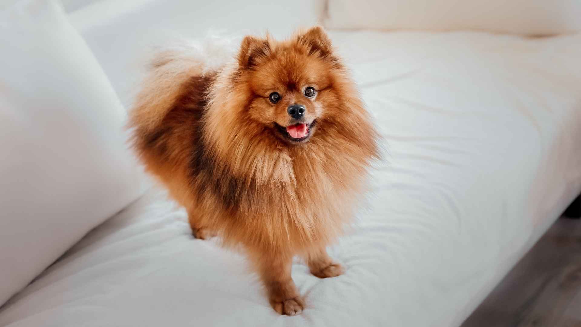 7 Dog Breeds That Jump on Sofas Like Happy Puppies