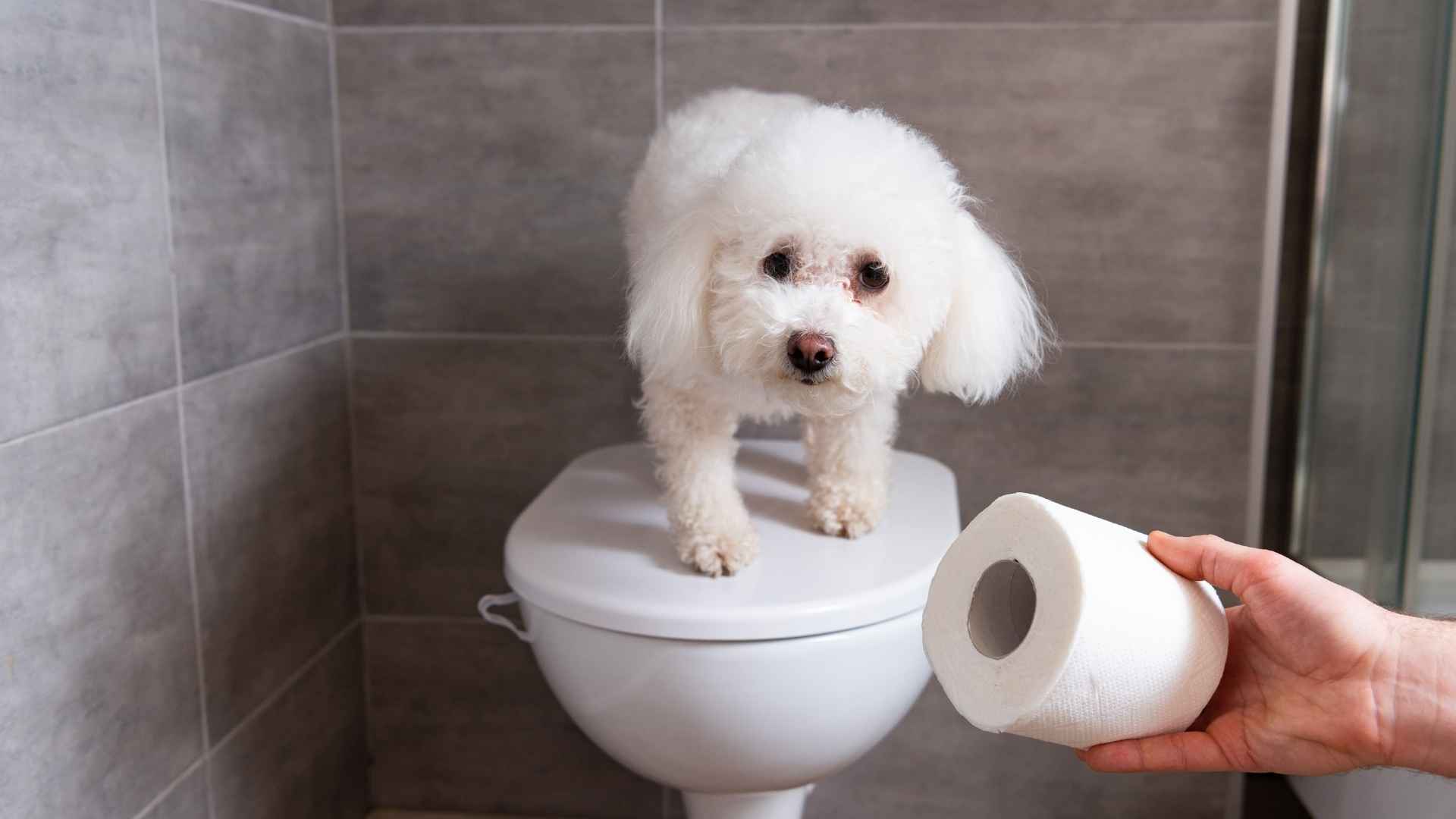 7 Dog Breeds That Learn Potty Training Quickly