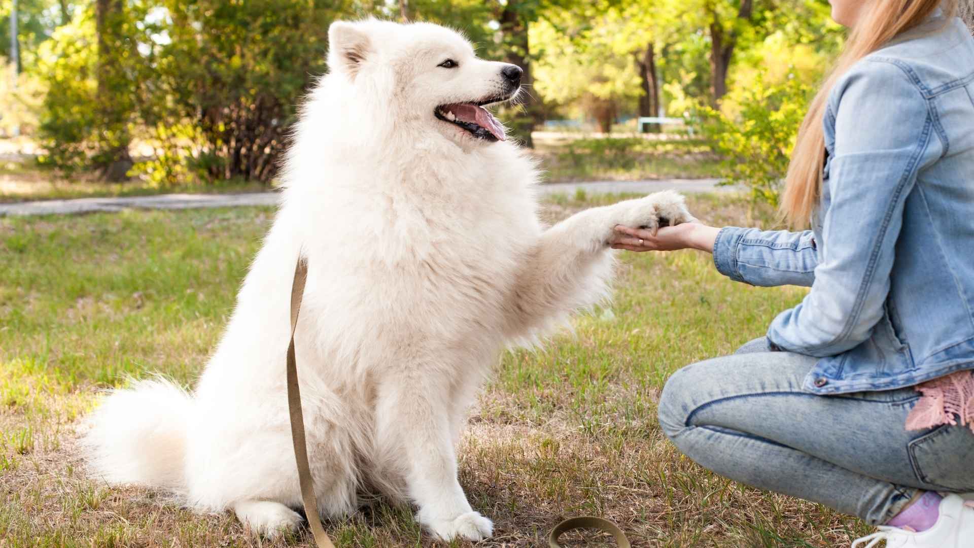 7 Dog Breeds That Light Up Your Life Every Day