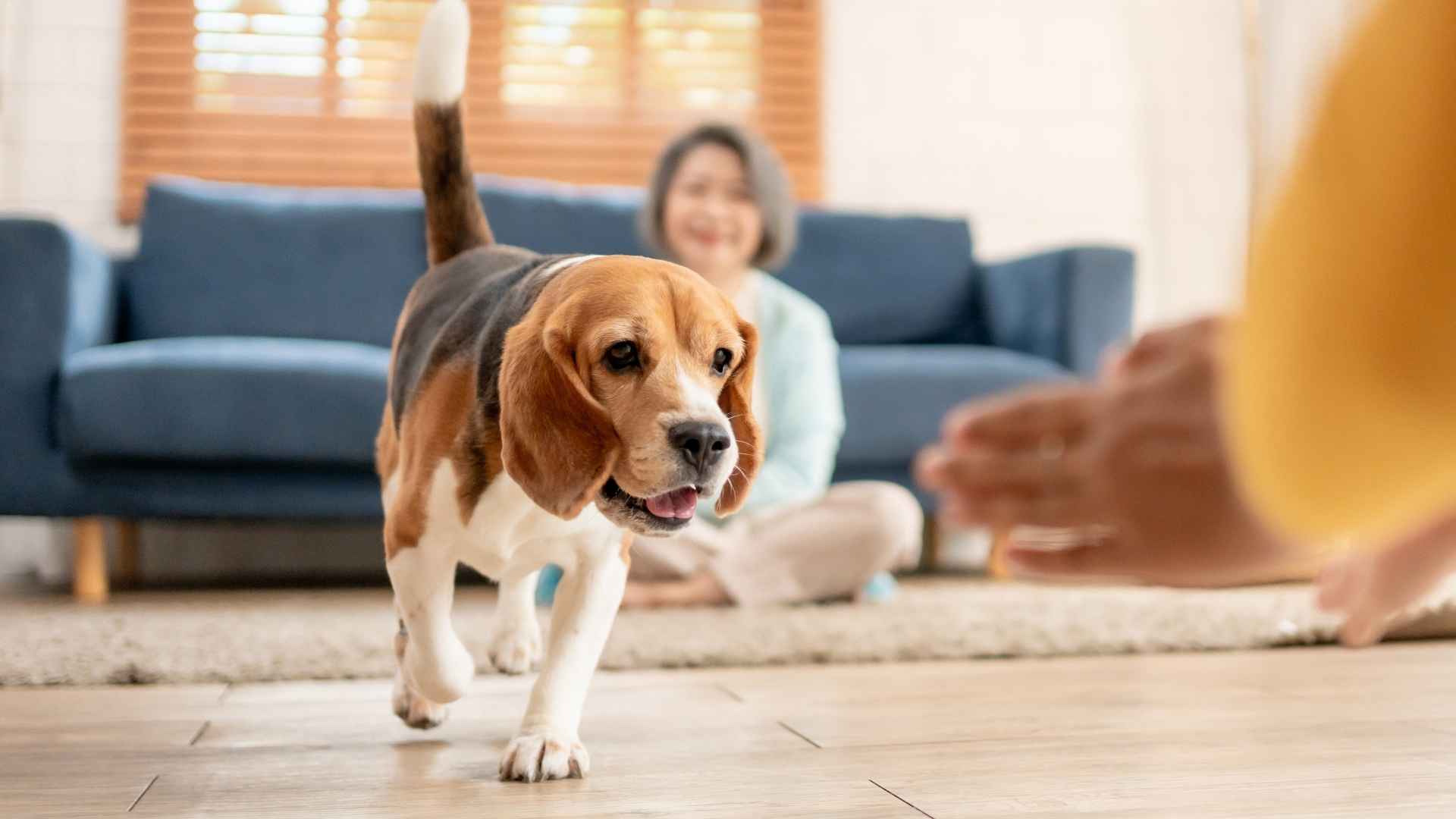 7 Dog Breeds That Love Being The Life Of Every Party