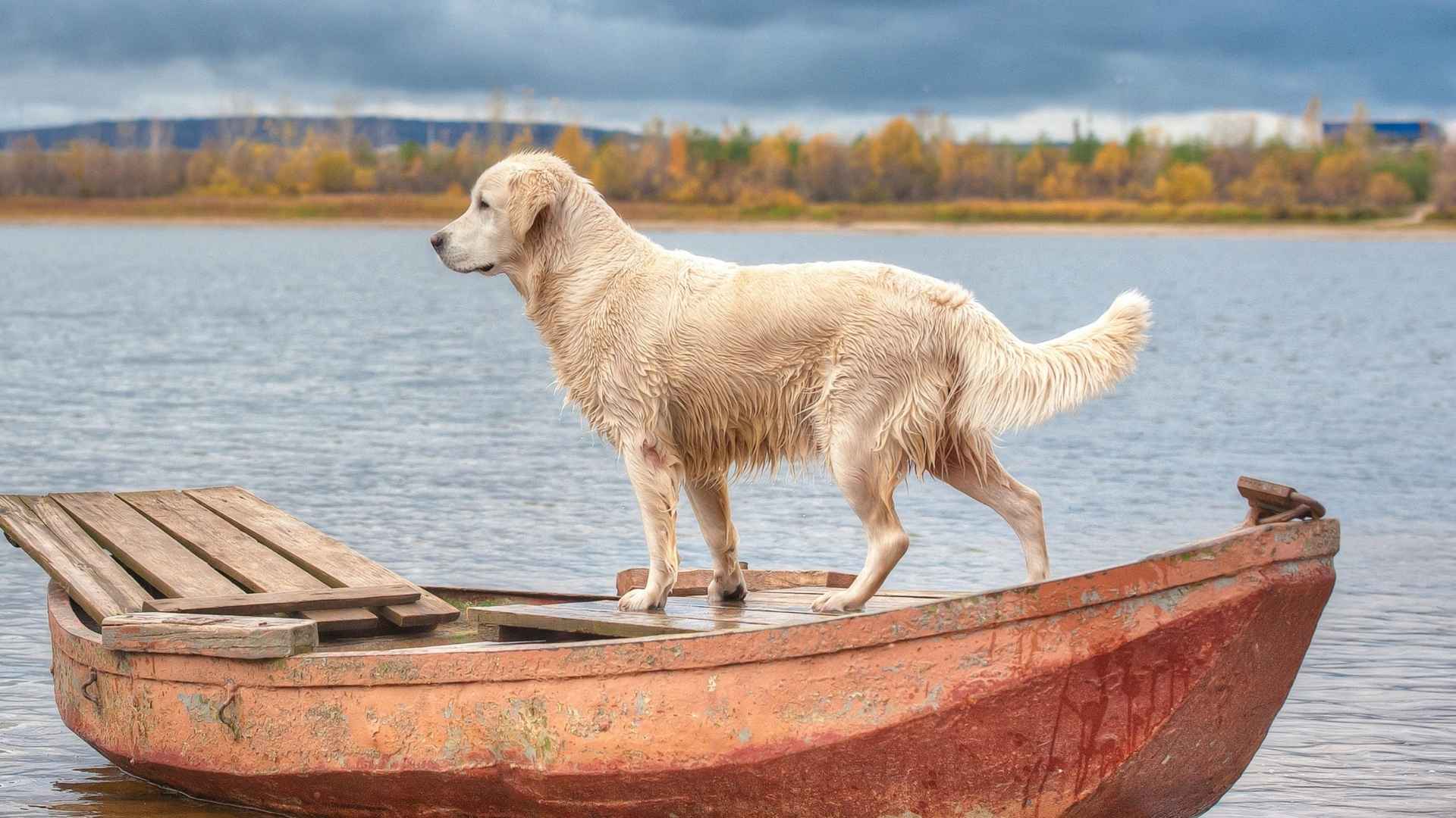 7 Dog Breeds That Love Boating On Calm Rivers