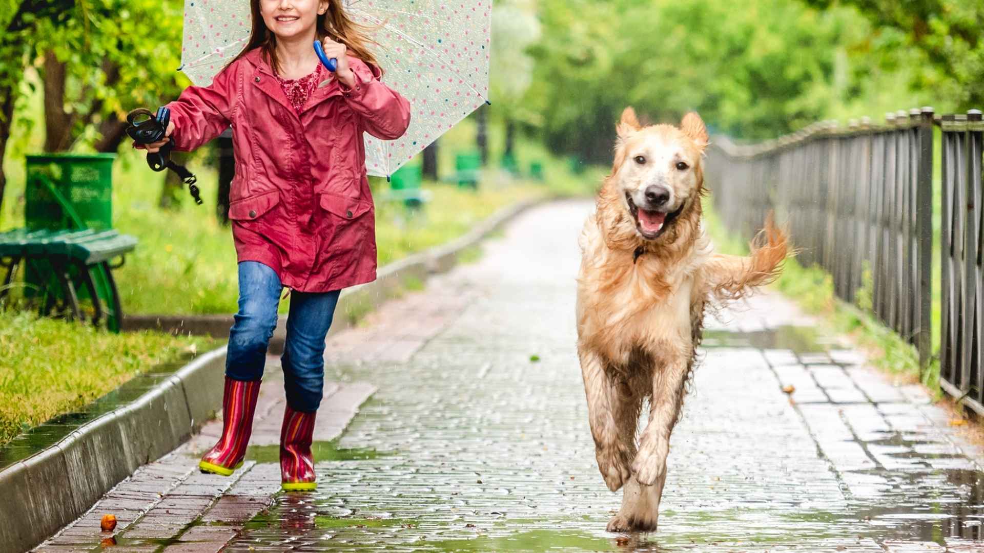 7 Dog Breeds That Love Rainy Weather Outdoor Play