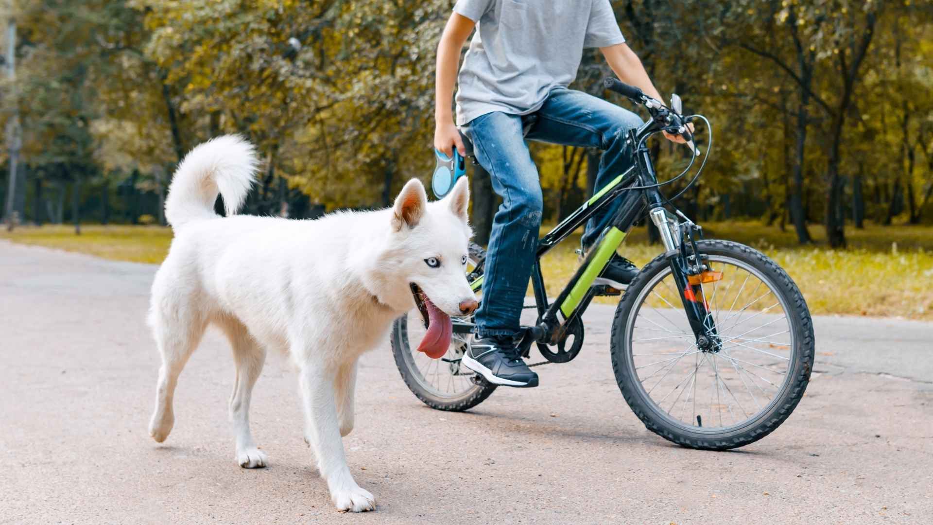 7 Dog Breeds That Love Riding Bicycles With Owners