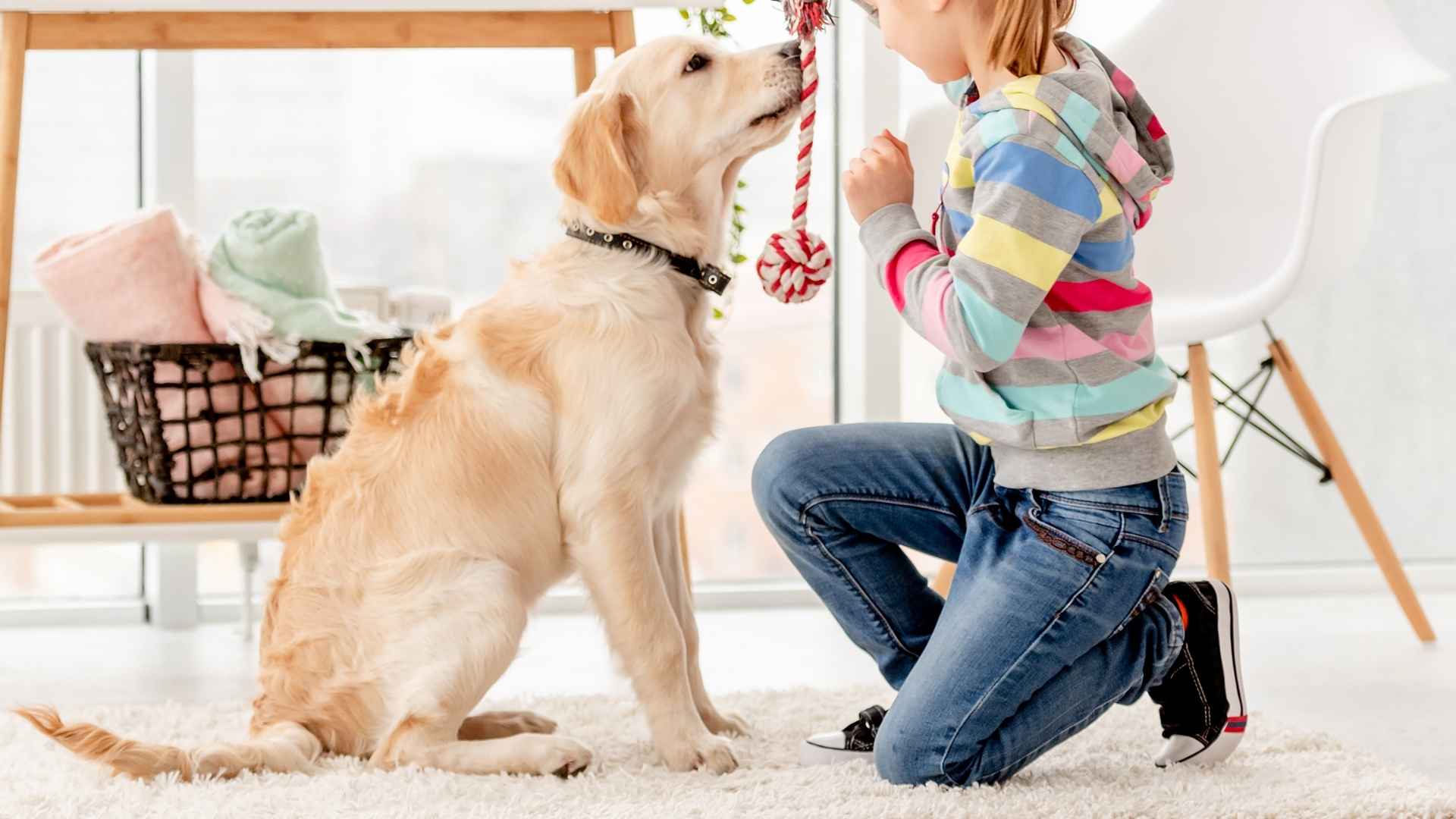 7 Dog Breeds That Love Sharing Toys With Kids