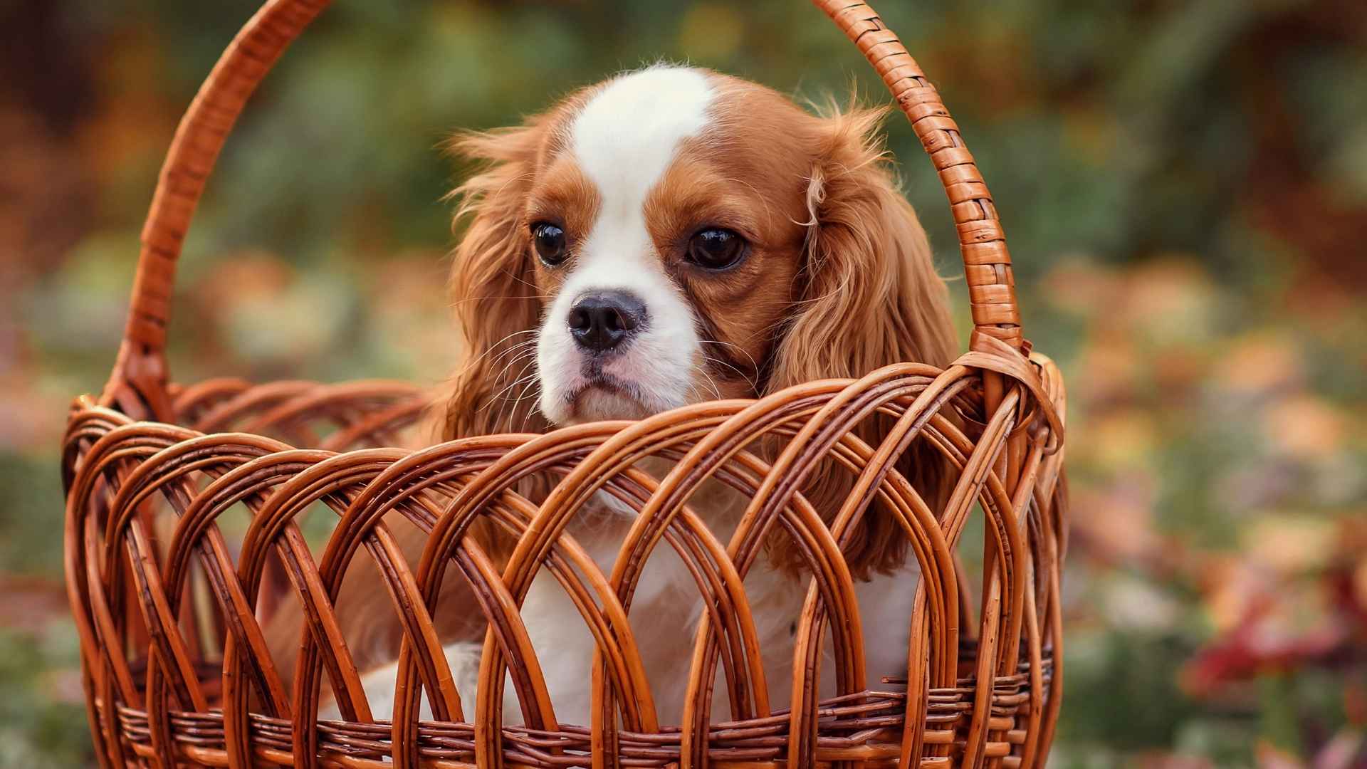 7 Dog Breeds That Love Sitting In Decorative Baskets