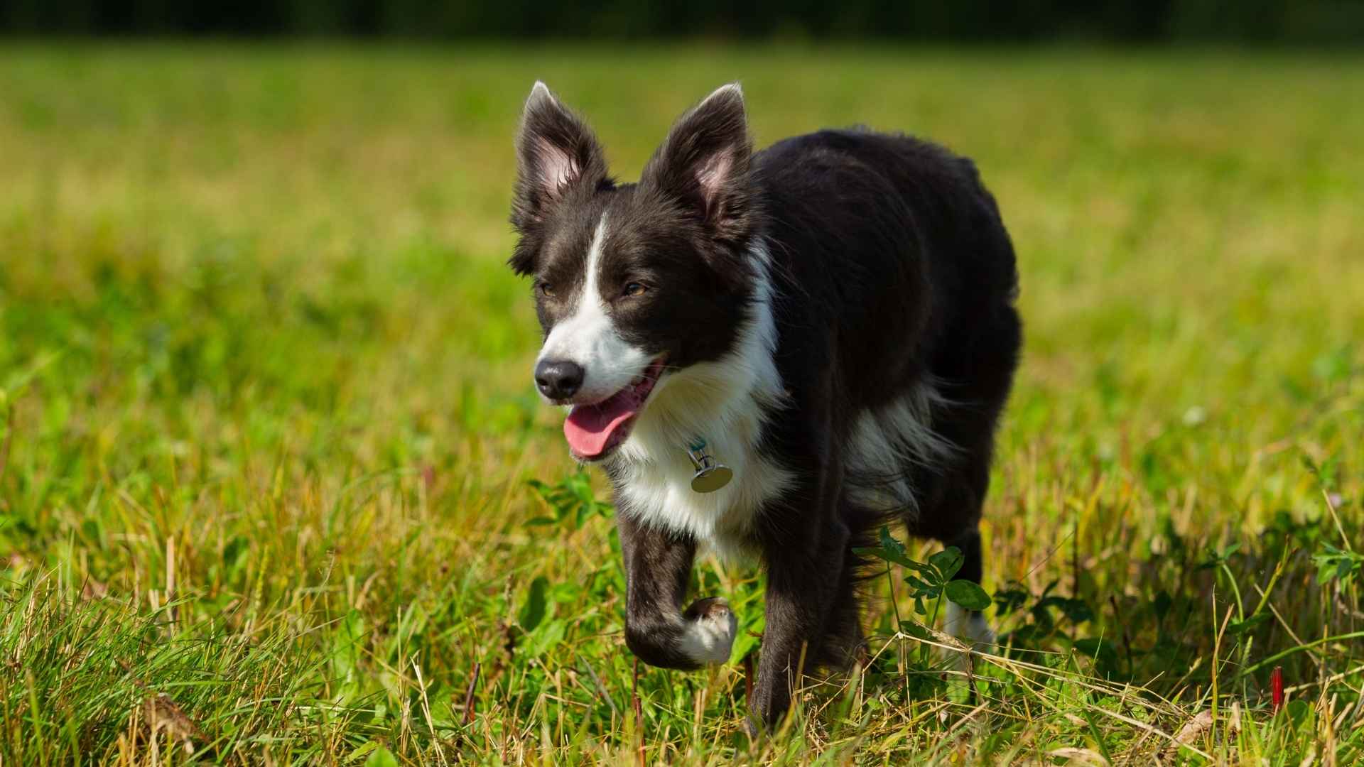 7 Dog Breeds That Love The Chase More Than Anything Else