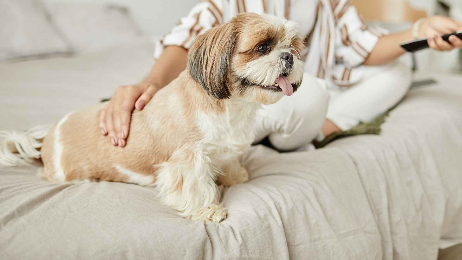 7 Dog Breeds That Love Watching TV With Humans