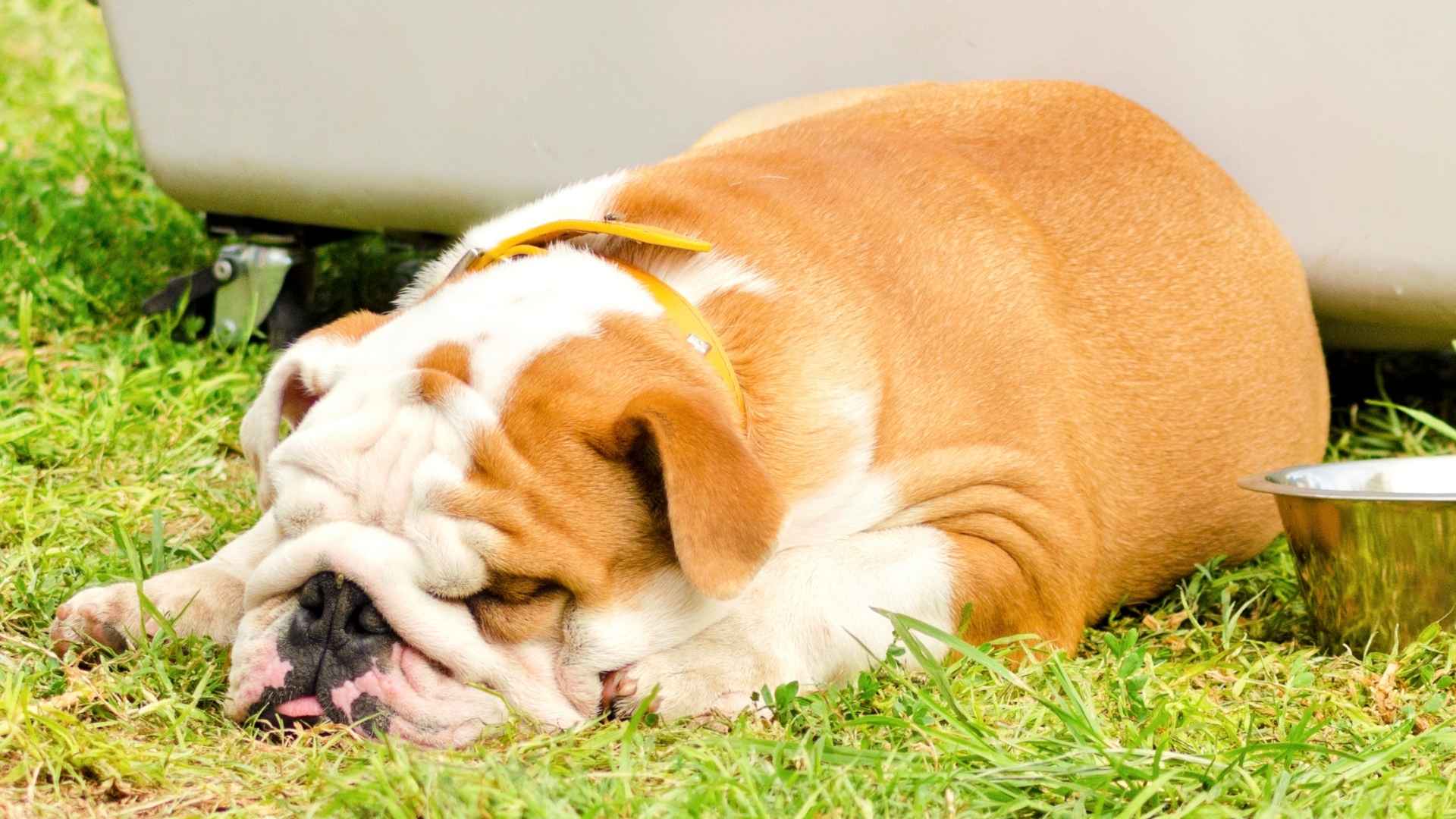 7 Dog Breeds That Nap After Short Indoor Play Sessions
