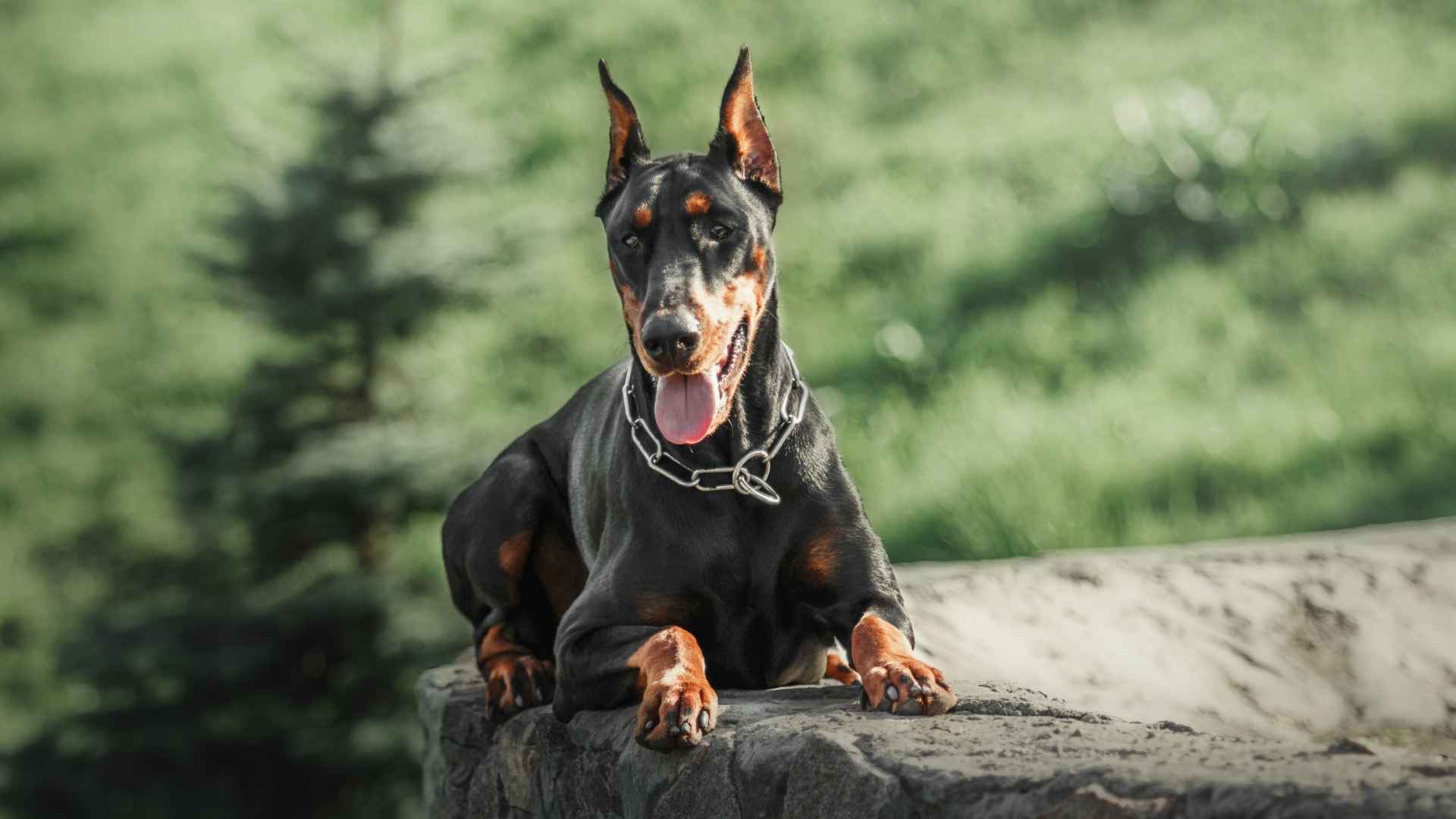 7 Dog Breeds That Never Back Down From Bigger Opponents