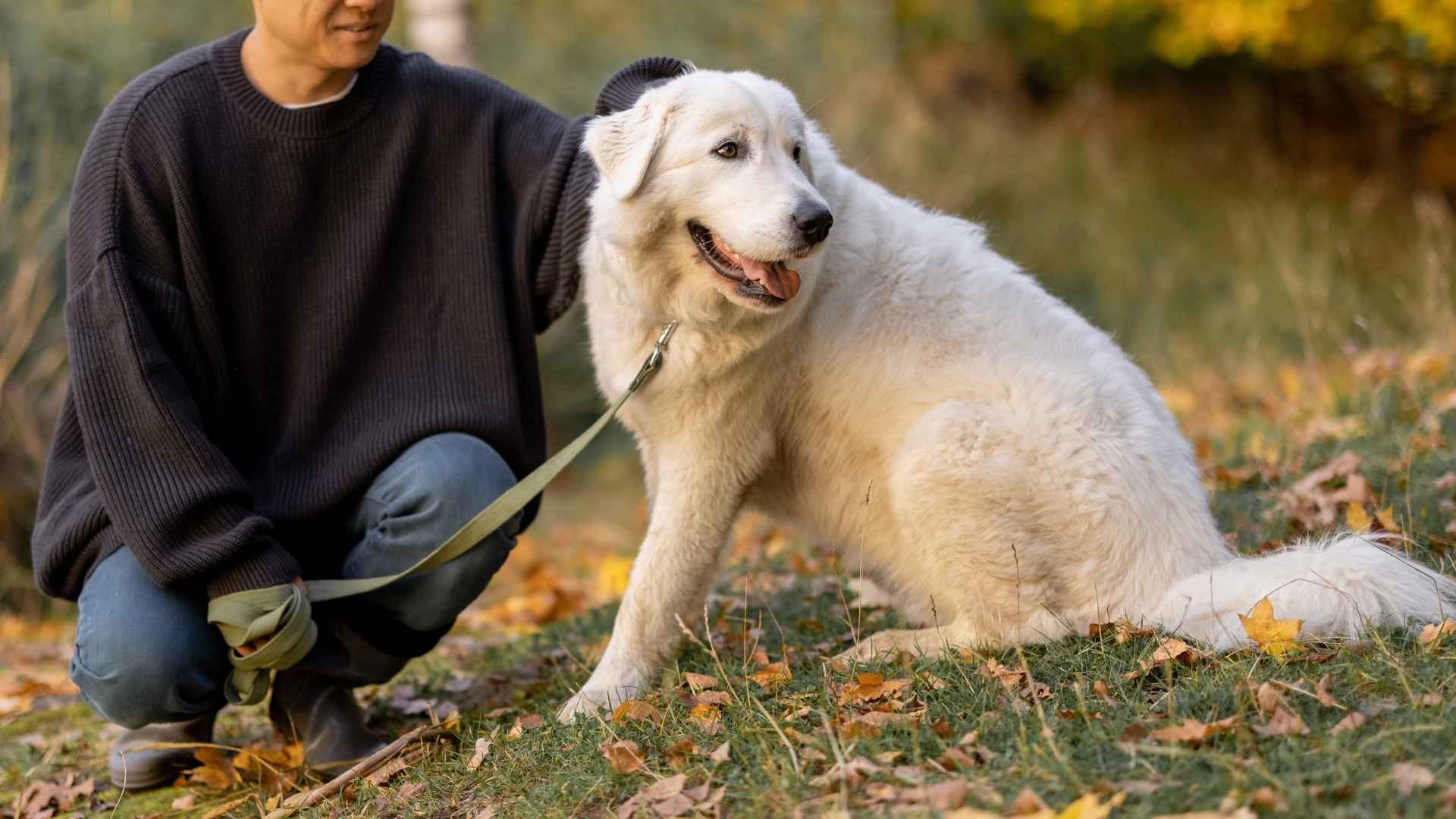 7 Dog Breeds That Never Doubt Your Integrity, Ever