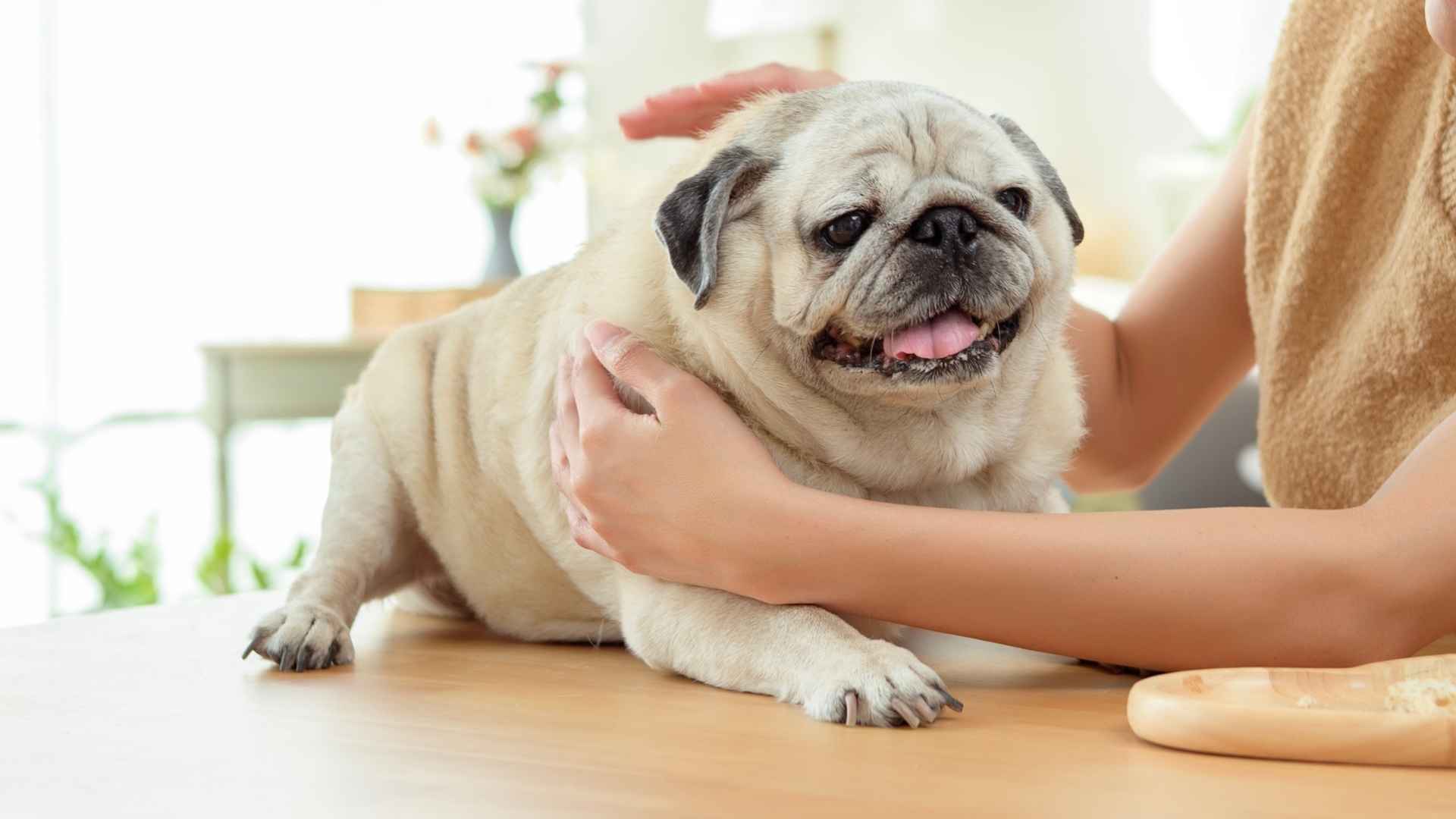 7 Dog Breeds That Never Forget A Friendly Face
