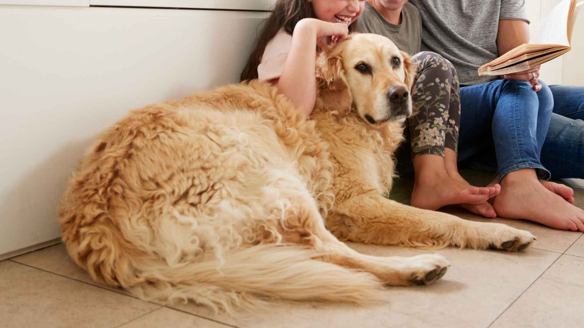 7 Dog Breeds That Never Forget Family Connections