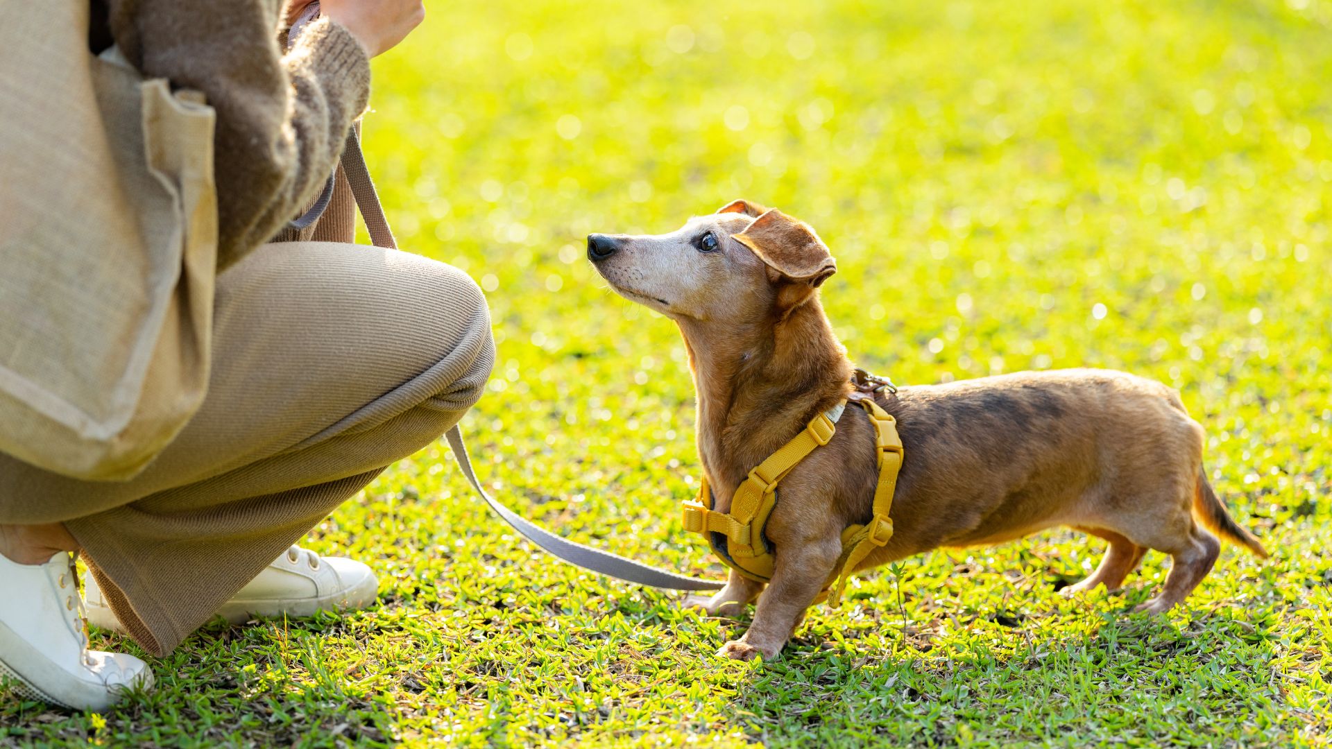 7 Dog Breeds That Never Forget Who They Love
