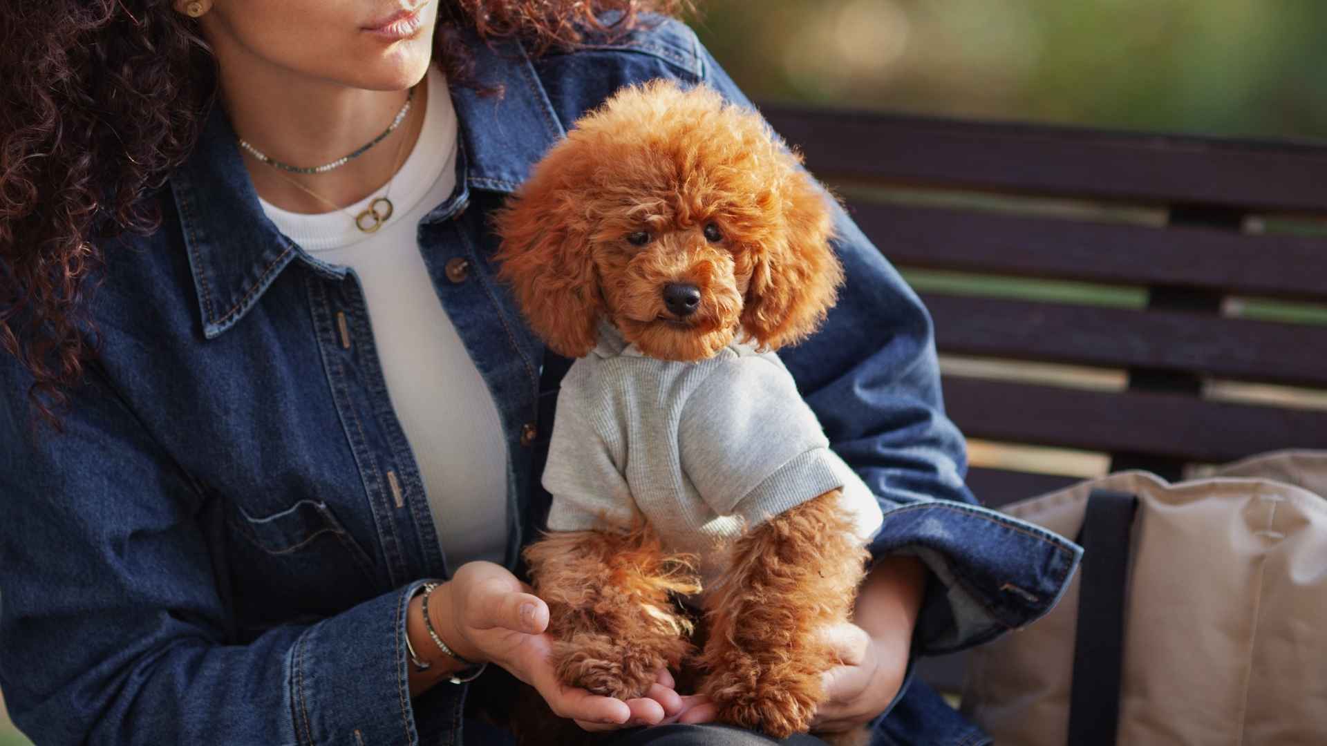 7 Dog Breeds That Never Let Go Of Their People