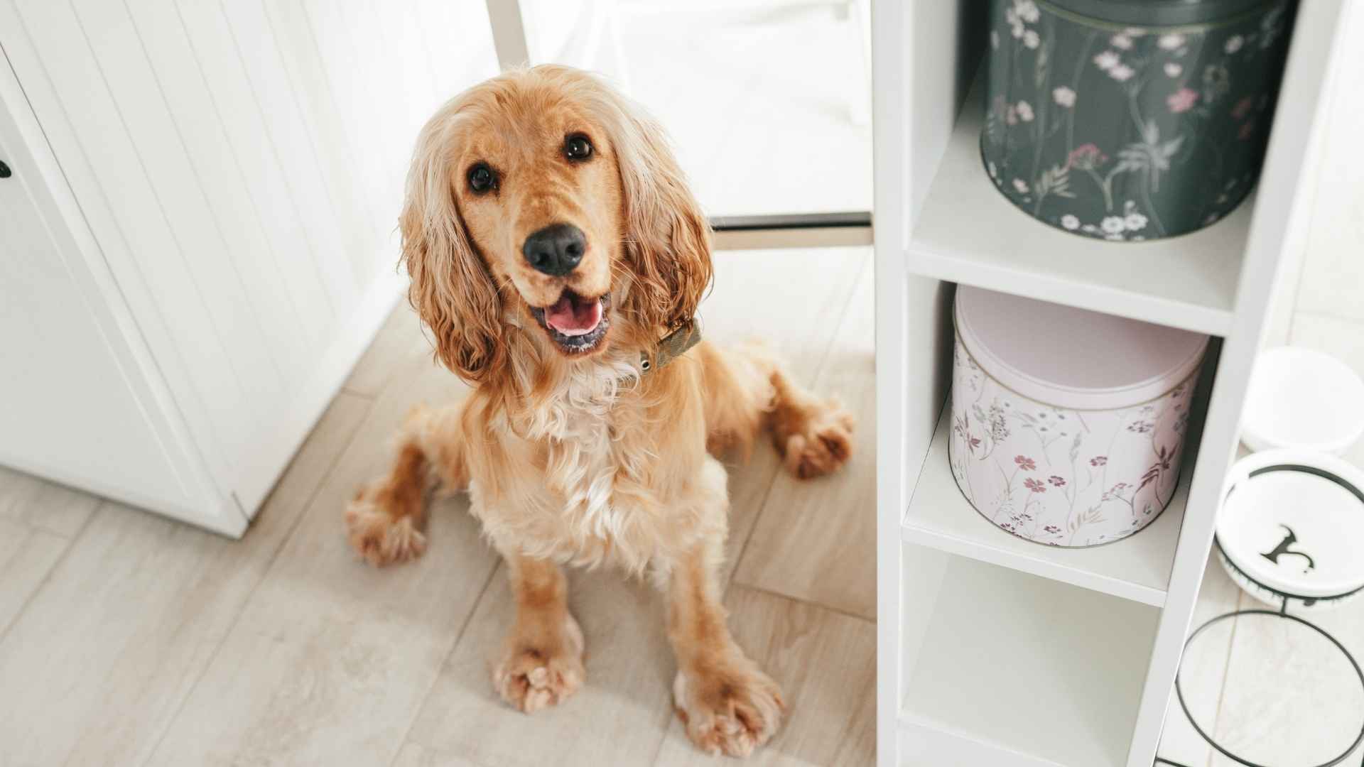 7 Dog Breeds That Open Drawers to Find Their Snacks