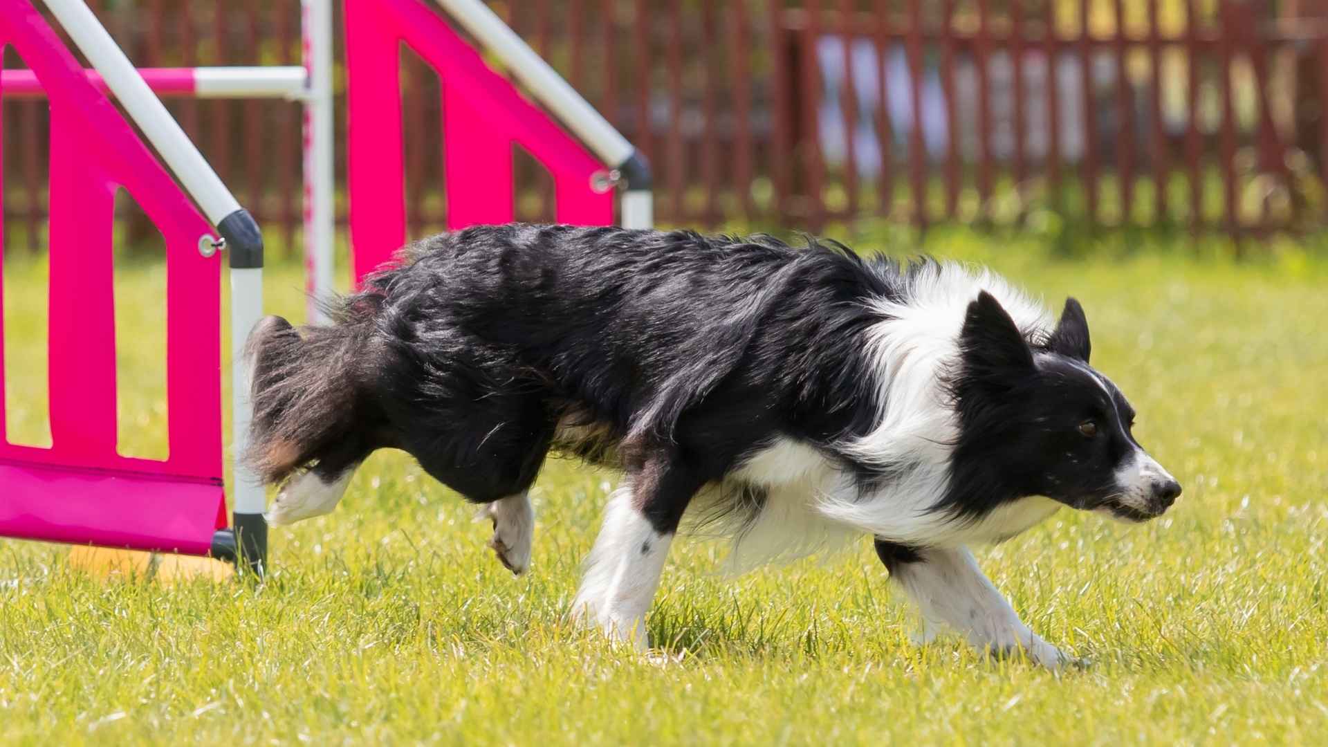 7 Dog Breeds That Outthink Other Dogs in Games