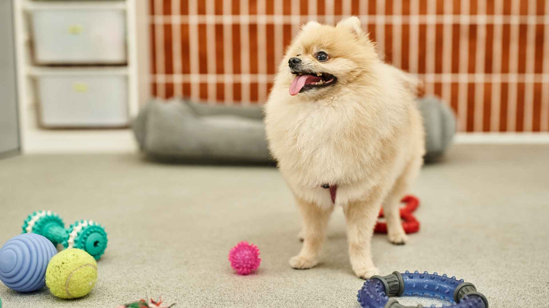 7 Dog Breeds That Pick Specific Toys When Asked
