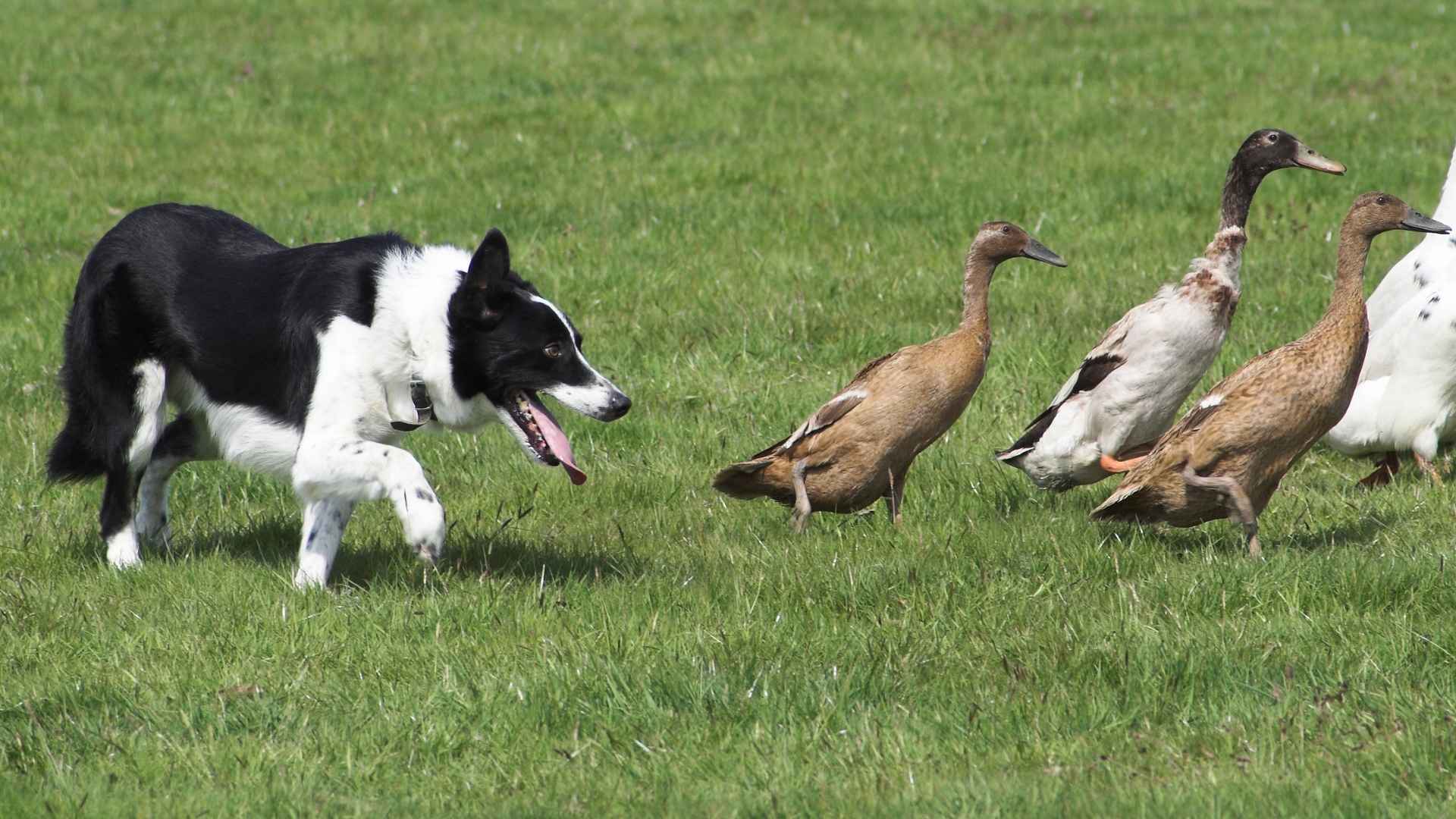 7 Dog Breeds That Play With Ducks On Farms Gently and Safely