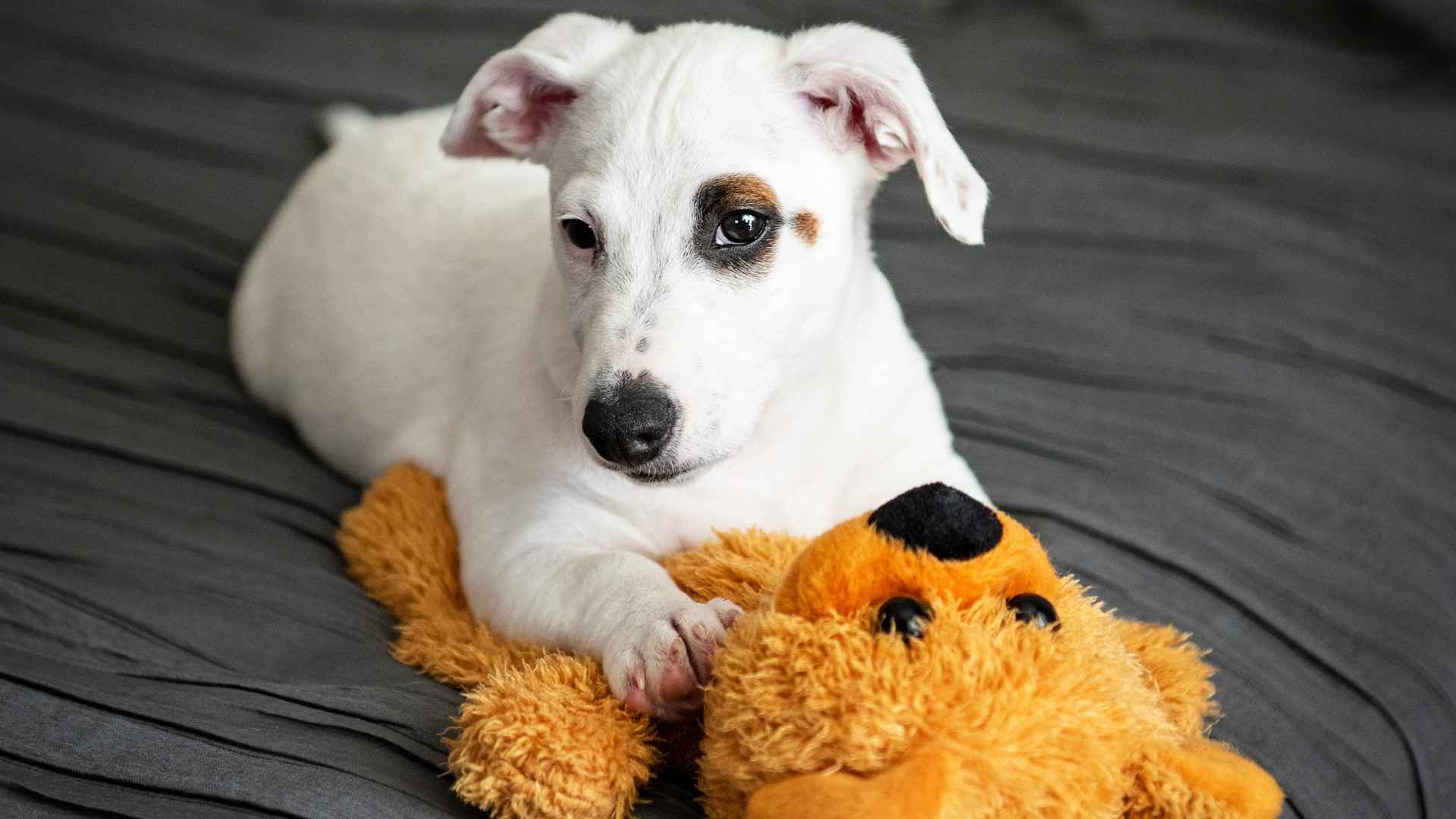 7 Dog Breeds That Pose With Toys Like Models